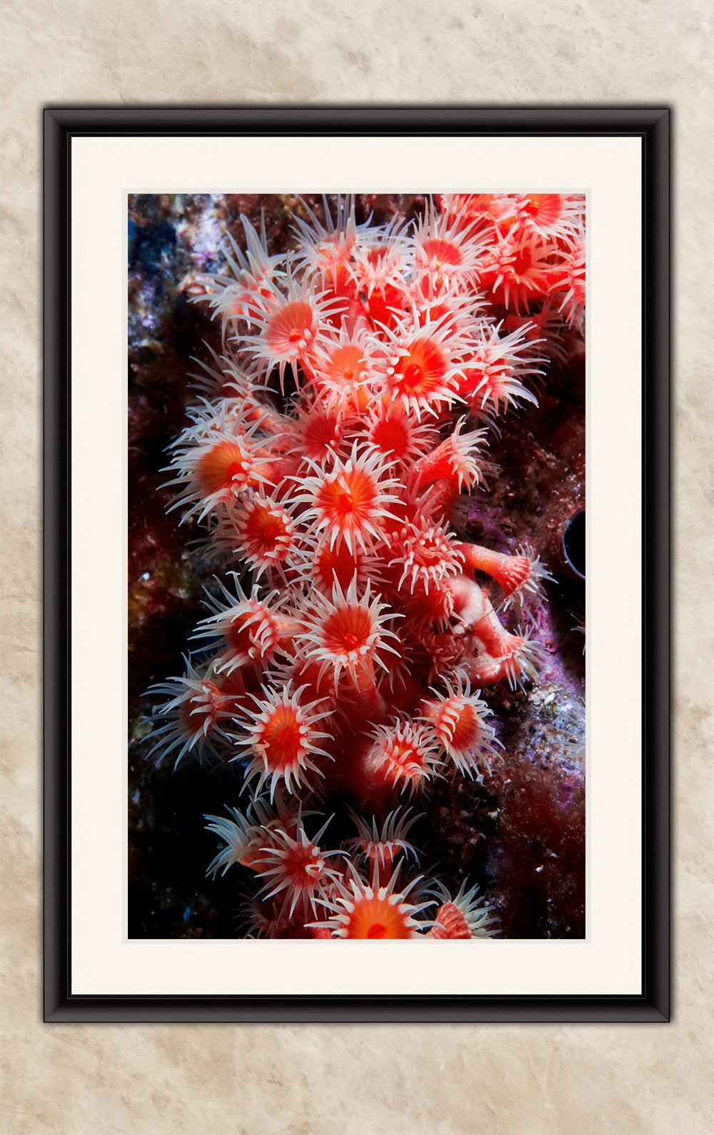 Sea Anemone Picture Ocean Life Underwater Scenery Nature Photo, Marine Biology Wall Art, Coral Reef Decor, Office & Dorm Room Decoration