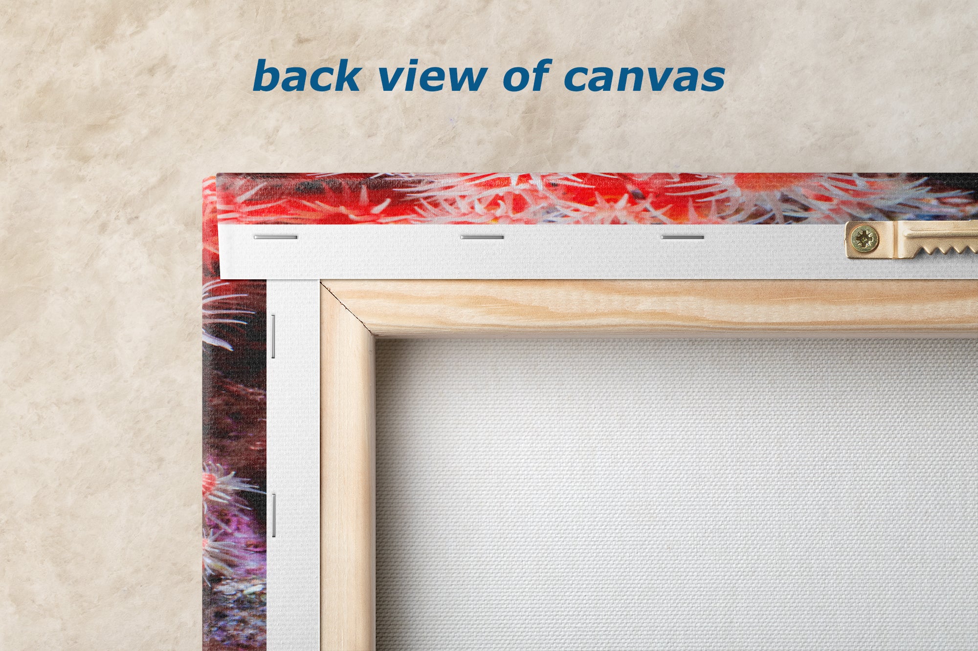 Sea Anemone Picture Ocean Life Underwater Scenery Nature Photo, Marine Biology Wall Art, Coral Reef Decor, Office & Dorm Room Decoration