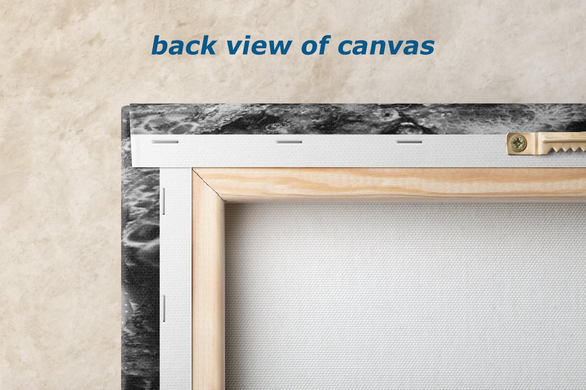 Sea Anemone Picture Ocean Life Underwater Scenery Nature Photo Black and White Art for Marine Biology, Ocean Lovers, and Relaxation Decor