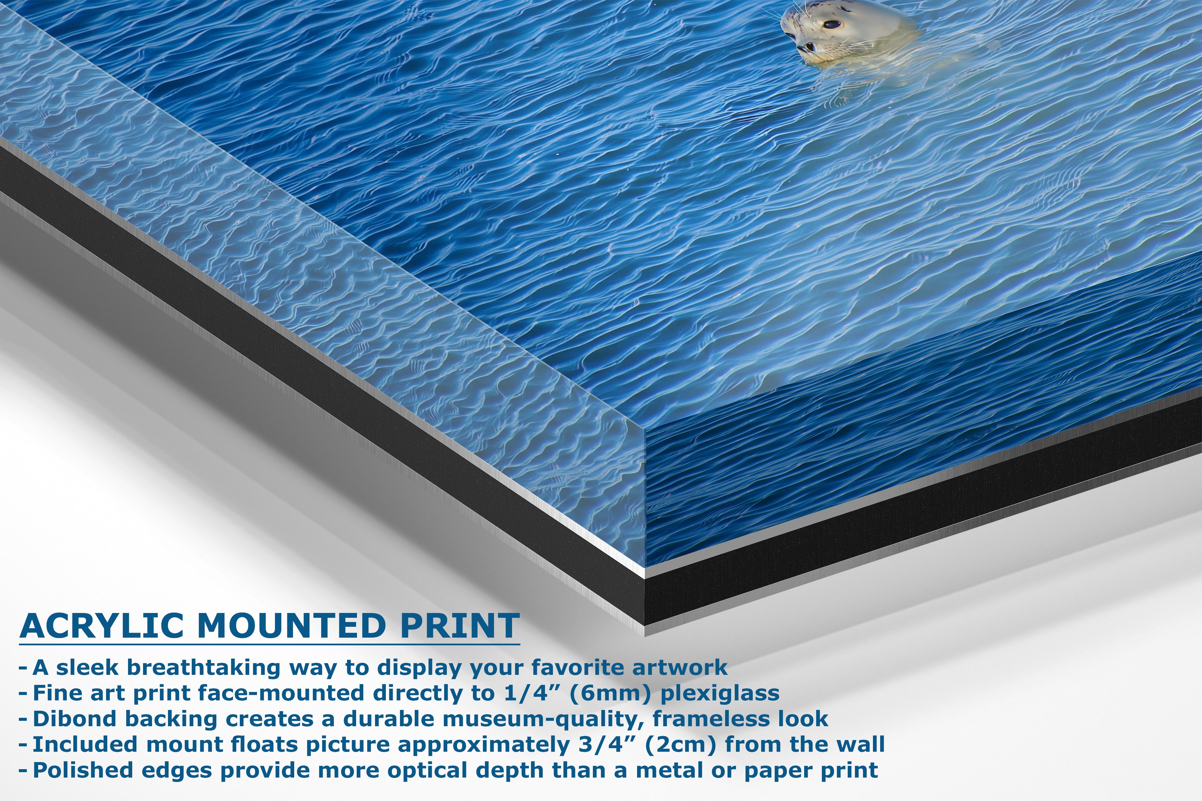 Seal Print Marine Mammal Wildlife Photography, Ocean Picture Relaxation Artwork Nature Photo