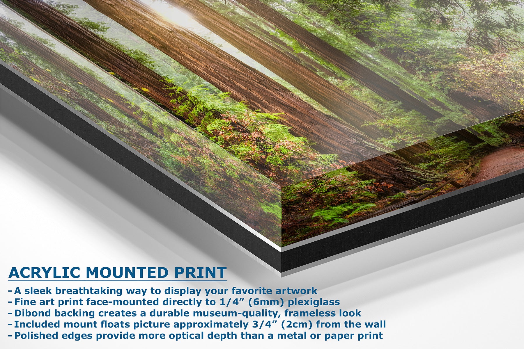 Acrylic-mounted art print of a Redwood forest scene with a winding dirt road, shown at an angle with product features and text details on a white background.