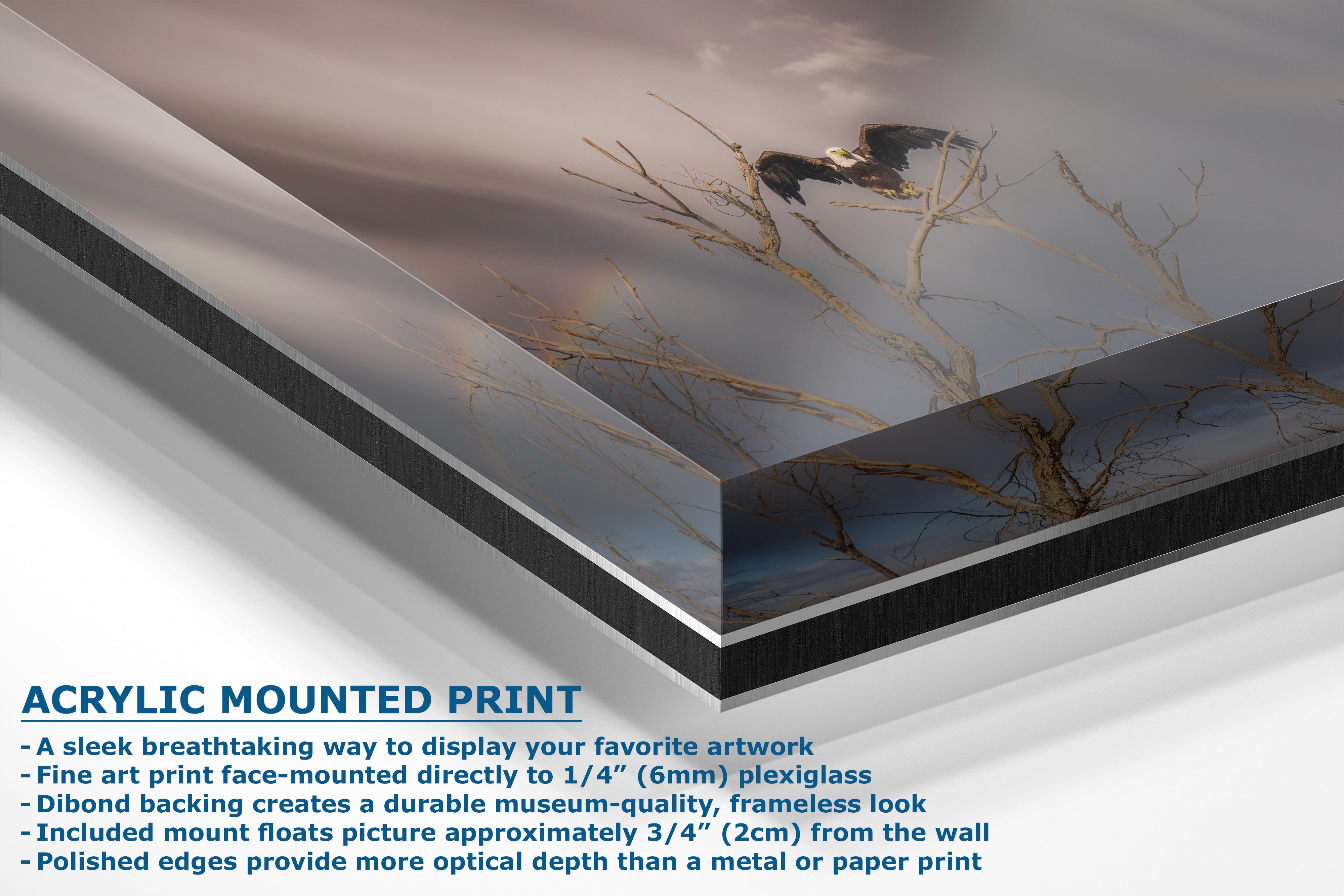 Bald Eagle Picture Wildlife Photography Wall Art, Nature Photo, Bird Photography, Rustic Cabin Decor, Office or Dorm Room Wall Decor