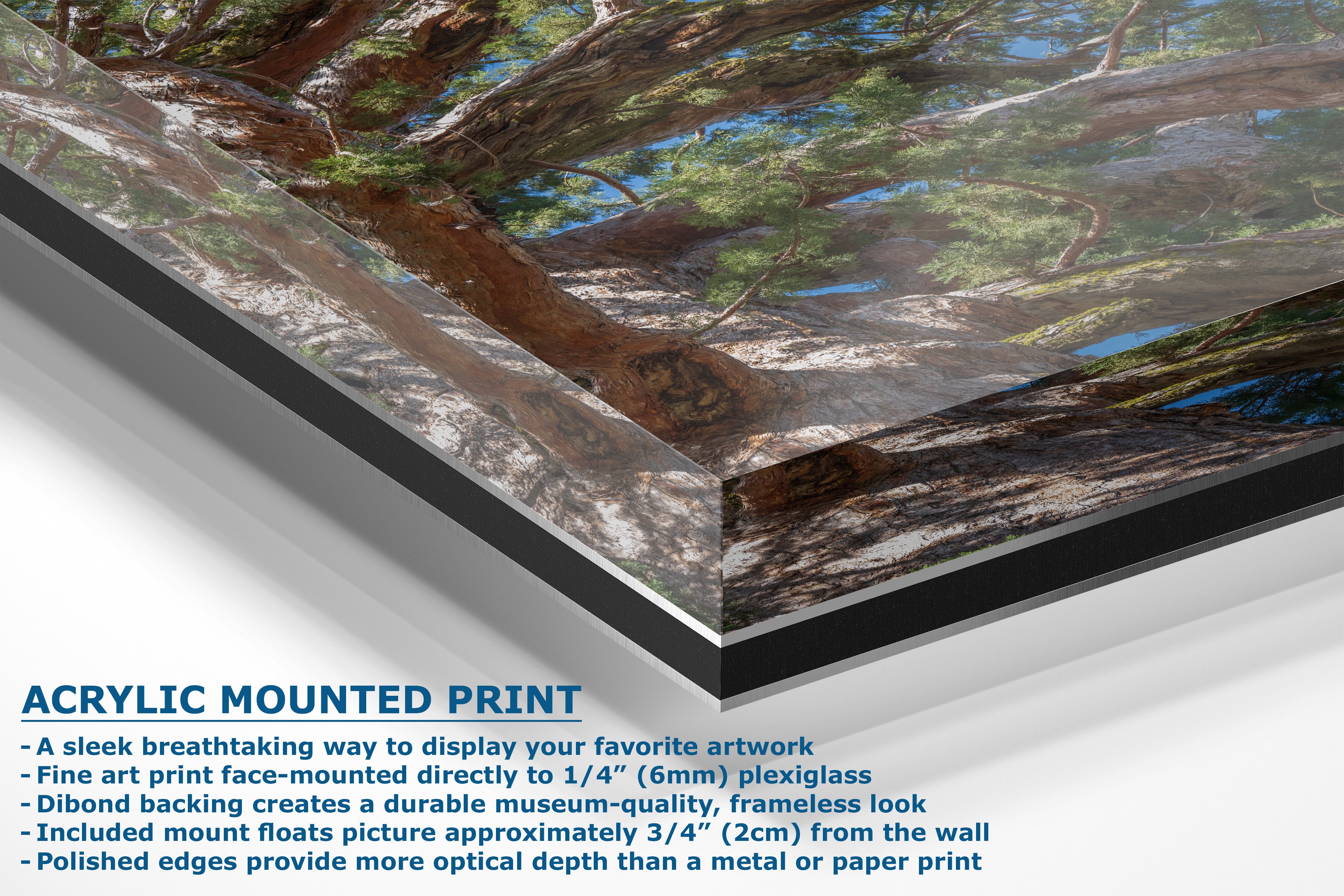 Giant Sequoia Tree Forest Picture Nature Photo, Yosemite Mariposa Grove Redwood Trees, Forest Bathing Relaxation Artwork for Nature Lovers