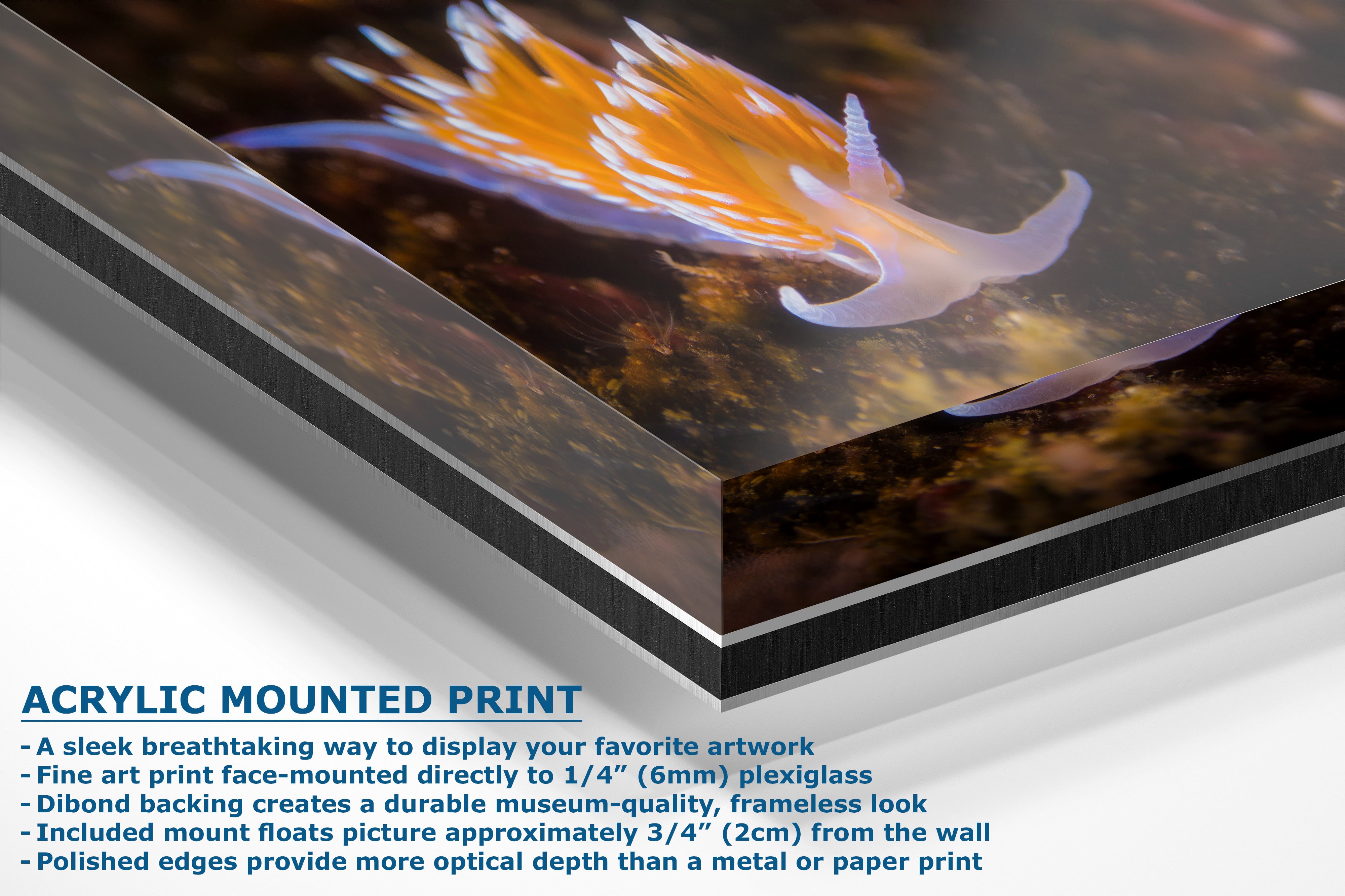 Hermissenda Opalescent Nudibranch Ocean Life Underwater Scenery Marine Biology Nature Photo