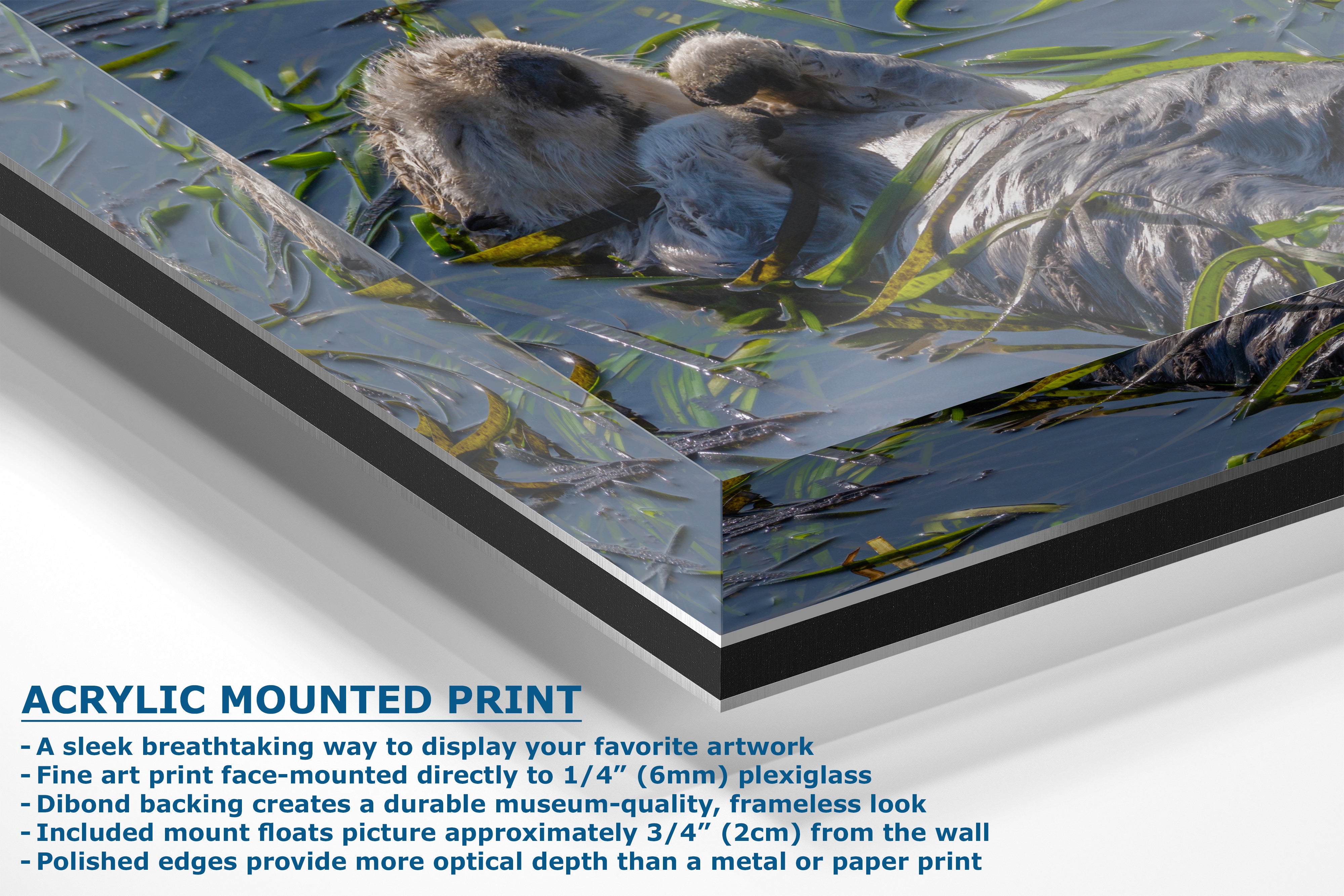 Marine Mammal Wildlife Photography Limited Edition Fine Art Print of California Sea Otter