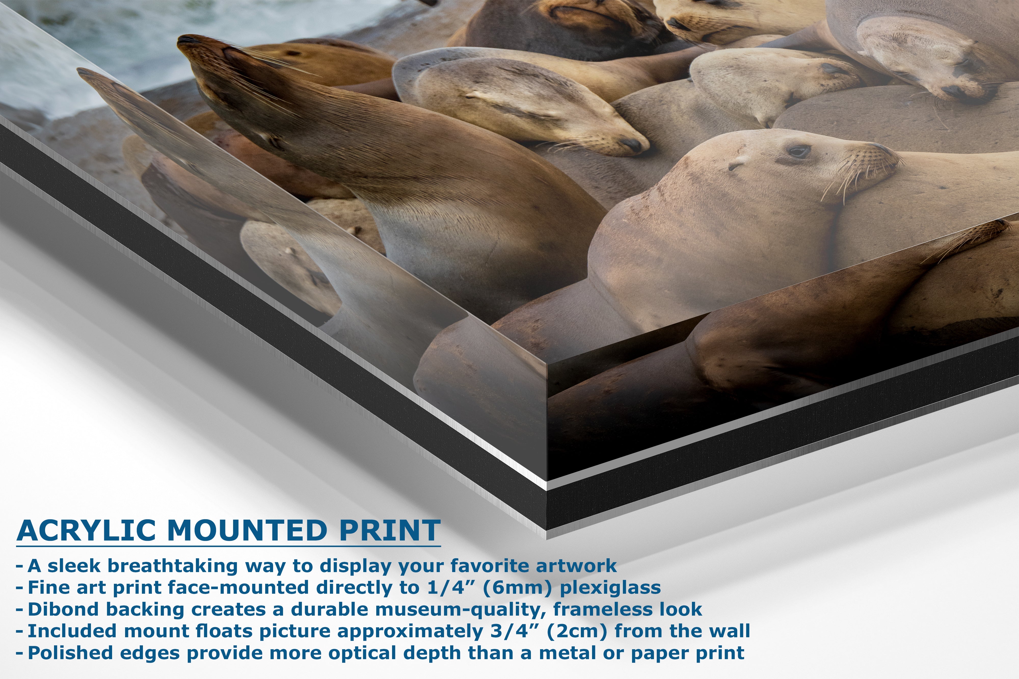 California Sea Lion Marine Mammal Wildlife Photography, Ocean Animals Wall Art, Nature Lover Gift, Marine Biology Artwork