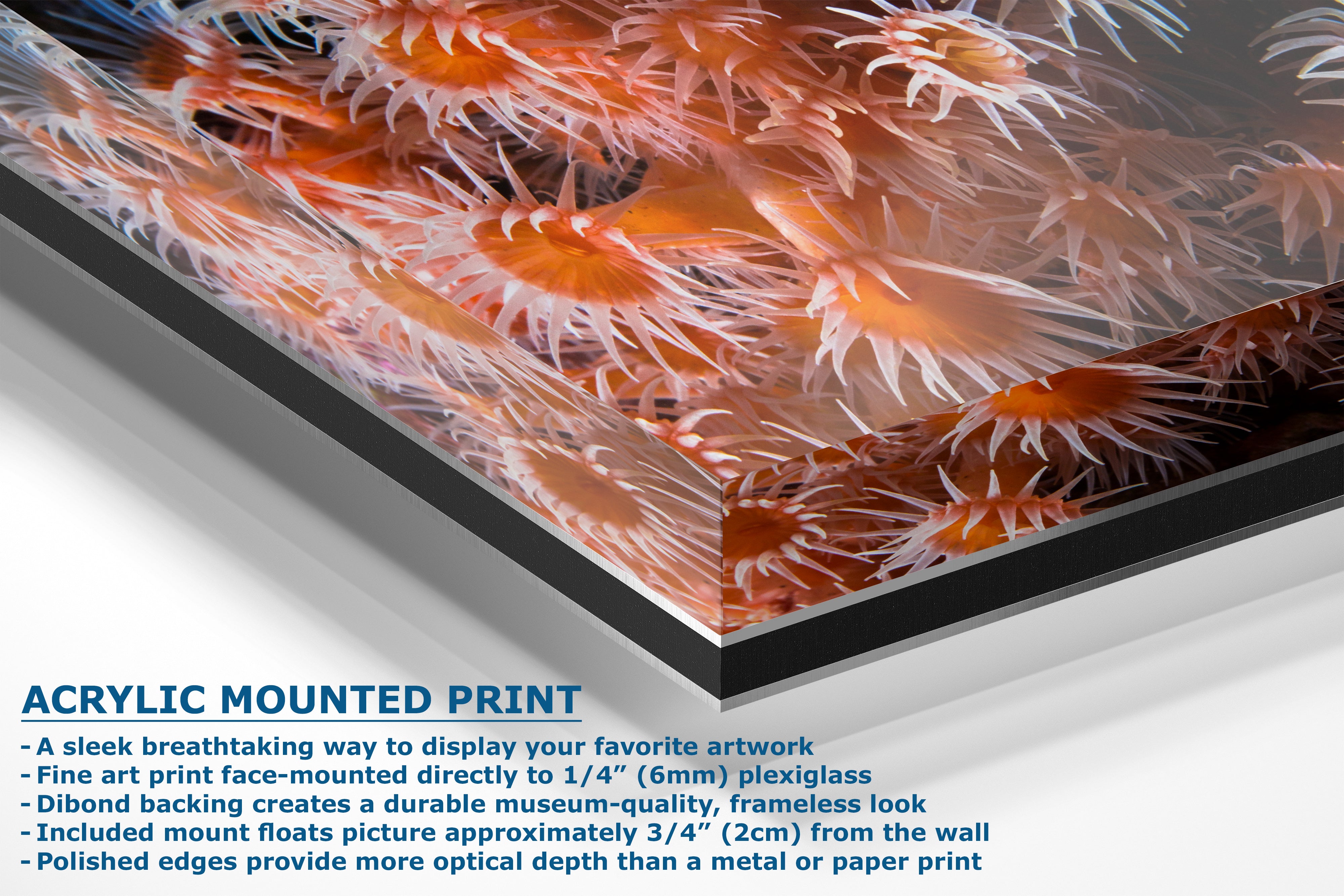 Sea Anemone Picture Ocean Life Underwater Scenery Nature Photo, Marine Biology Wall Art, Vibrant Orange Zoanthid Coral Reef, Ocean Decor