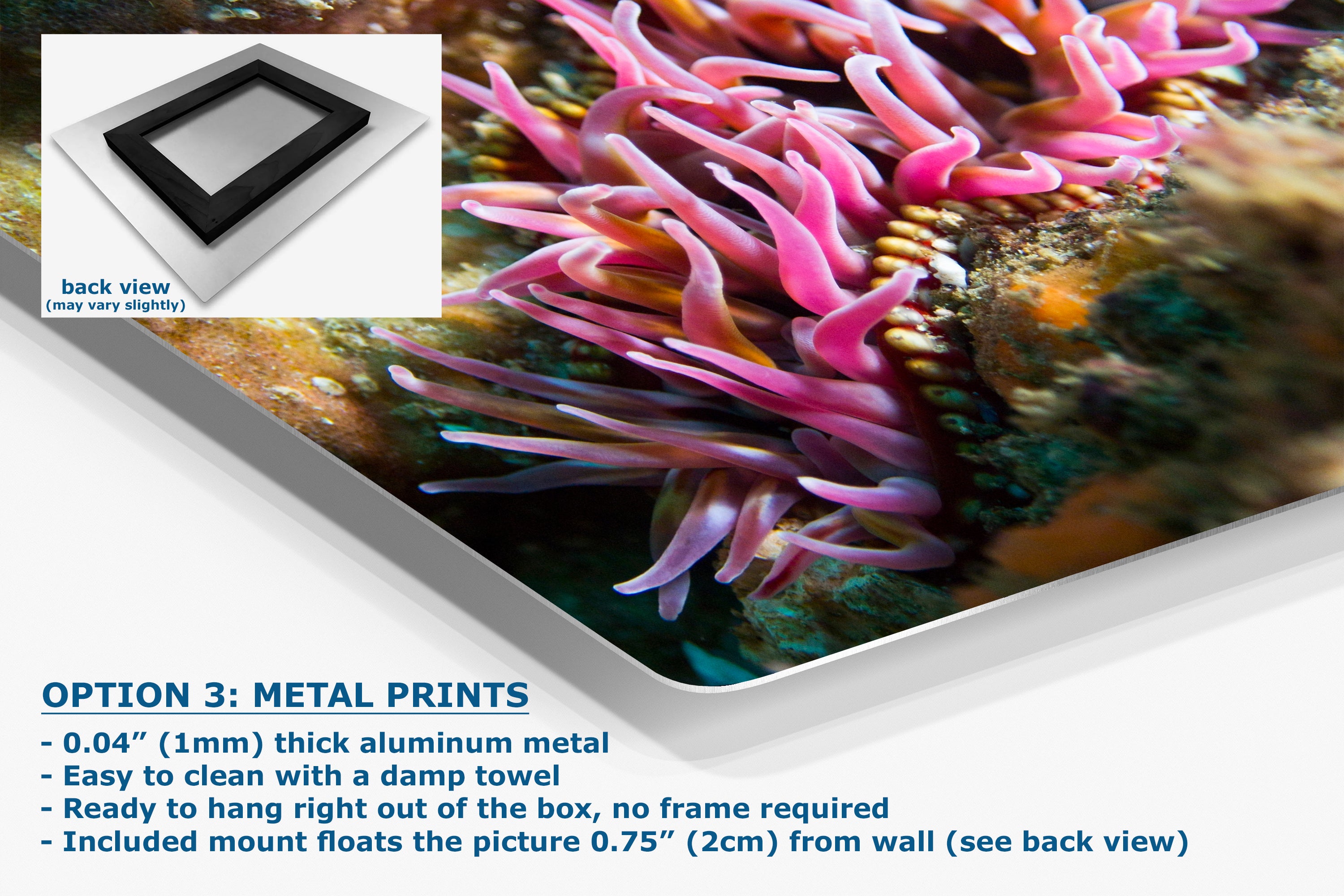 Sea Anemone Picture Ocean Life Underwater Scenery Nature Photo, Marine Biology Coral Reef Art, Vibrant Marine Wildlife Wall Decor