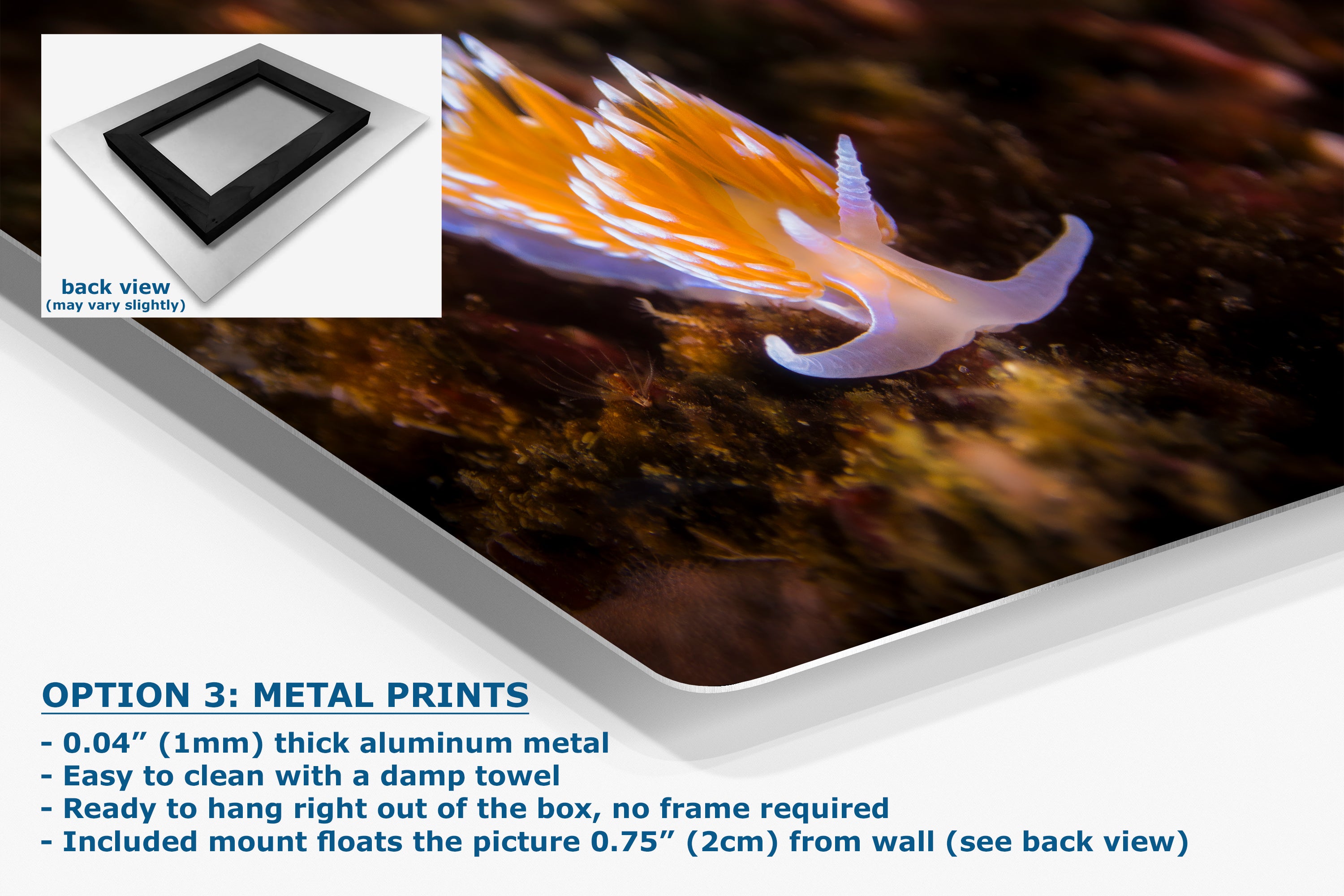 Hermissenda Opalescent Nudibranch Ocean Life Underwater Scenery Marine Biology Nature Photo