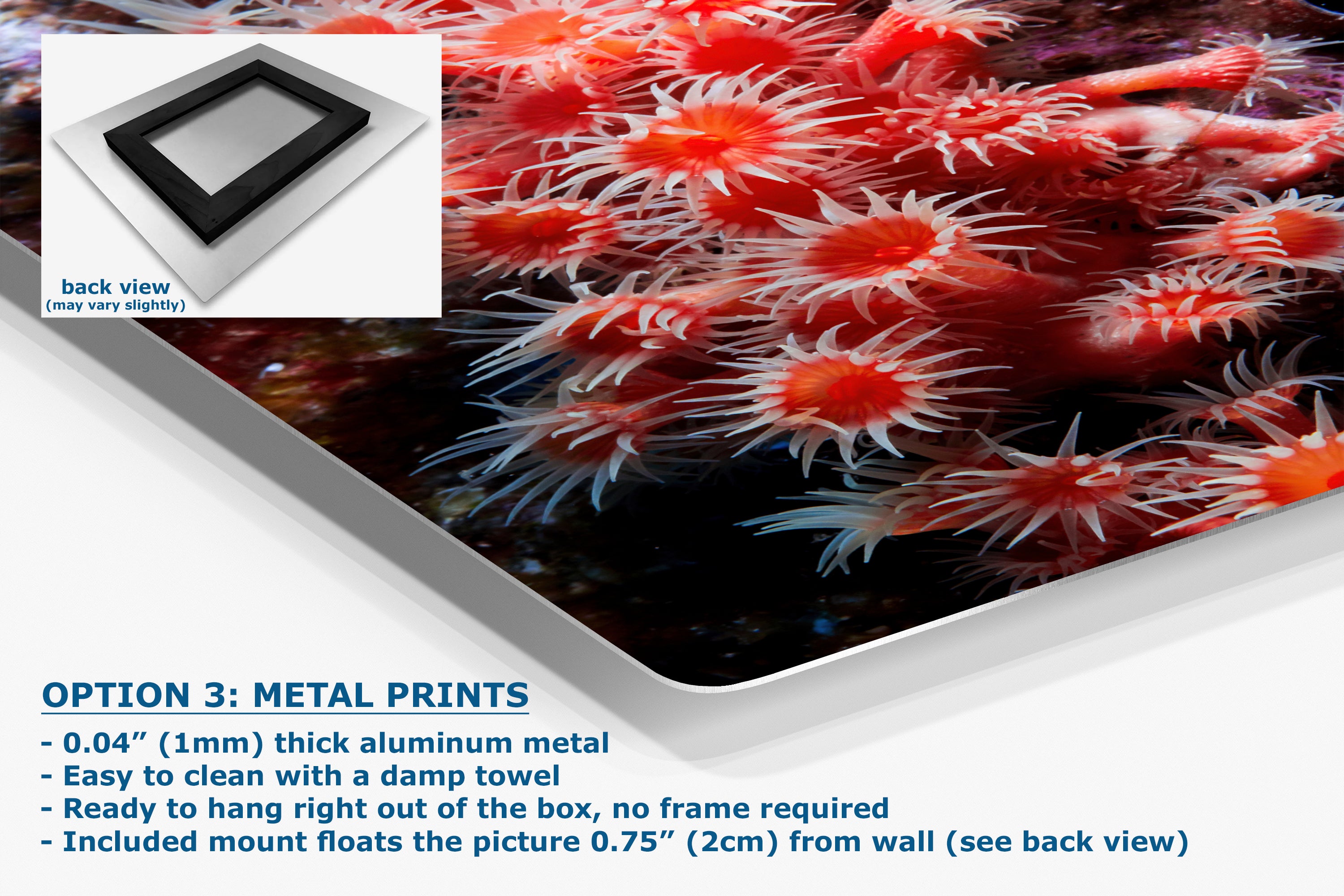 Sea Anemone Picture Ocean Life Underwater Scenery Nature Photo, Marine Biology Wall Art, Coral Reef Decor, Office & Dorm Room Decoration