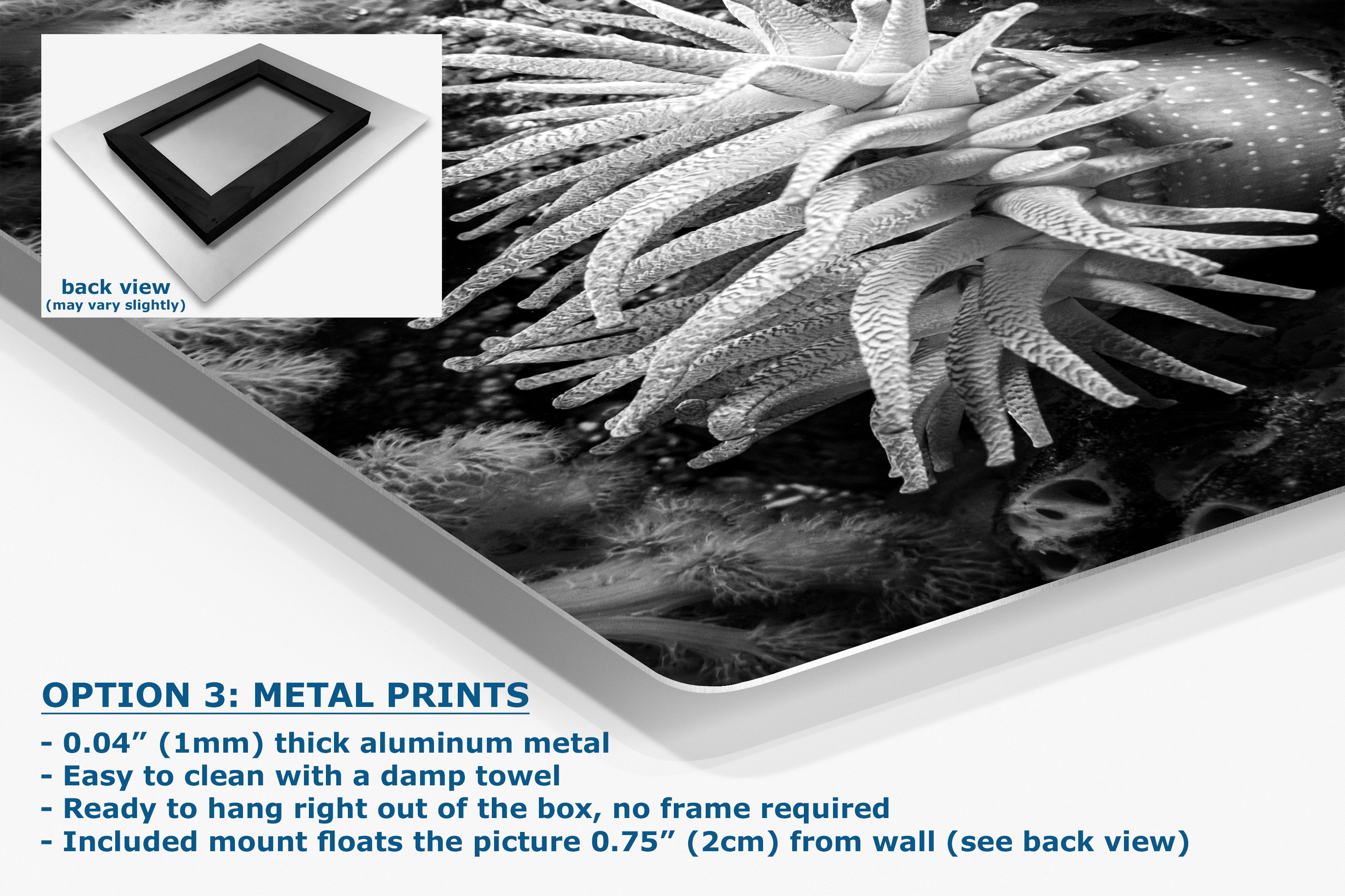 Sea Anemone Picture Ocean Life Underwater Scenery Nature Photo Black and White Art for Marine Biology, Ocean Lovers, and Relaxation Decor