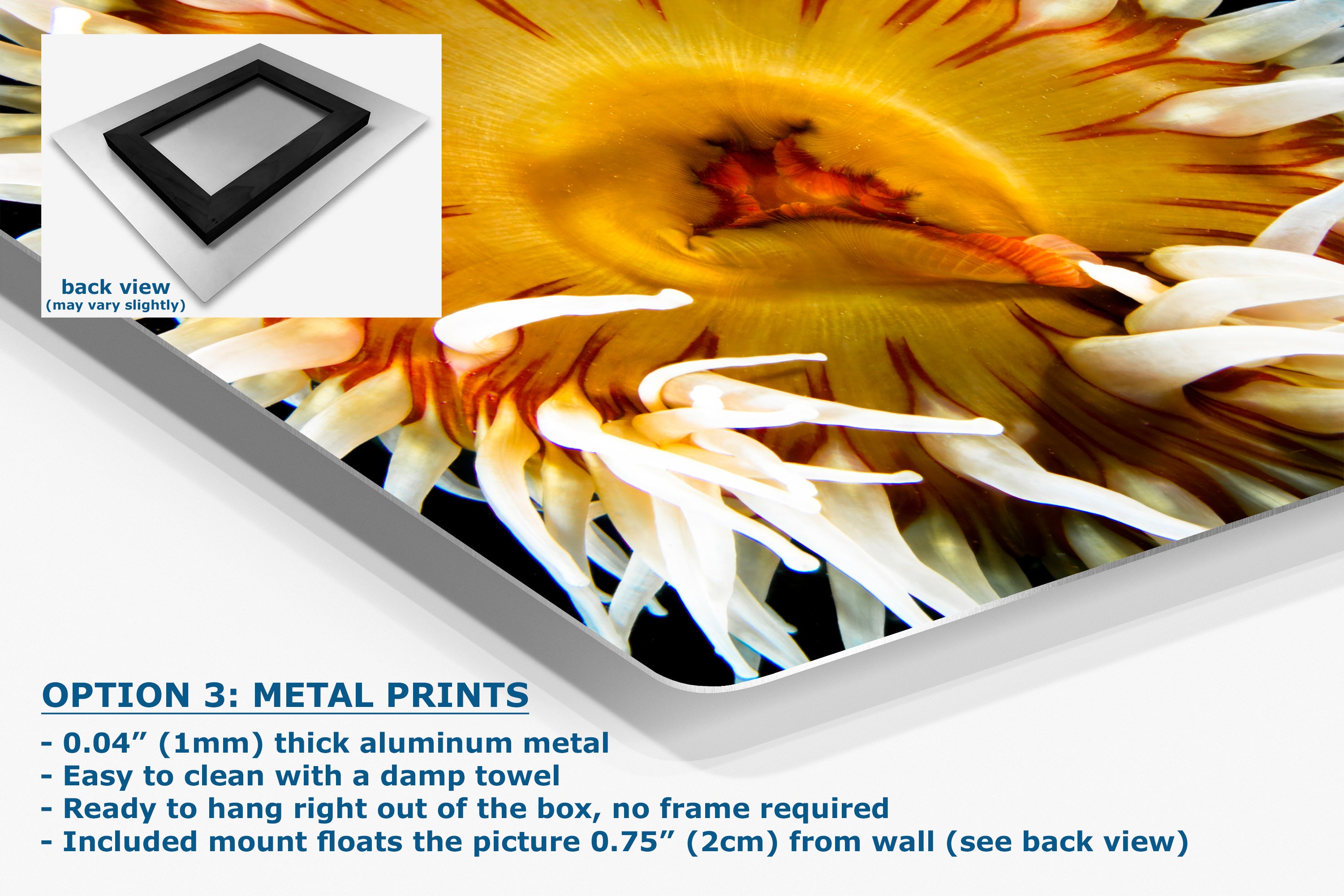 Sea Anemone Picture Ocean Life Underwater Scenery Nature Photo, Marine Biology Coral Reef Art