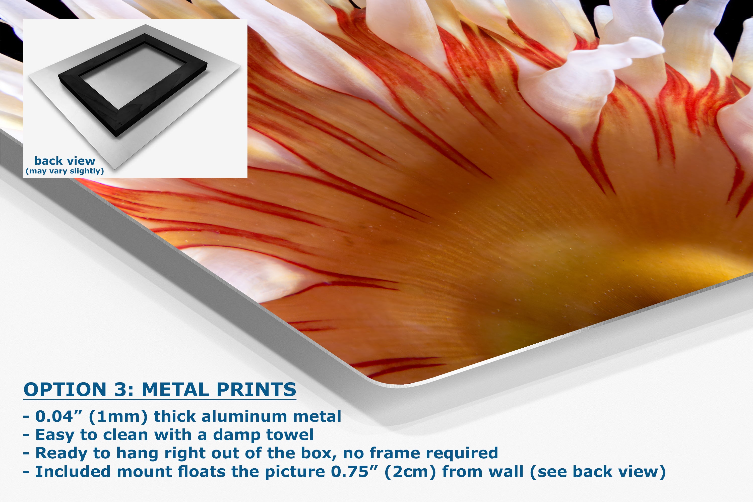 Sea Anemone Picture Ocean Life Underwater Scenery Nature Photo, Marine Biology Coral Reef Art