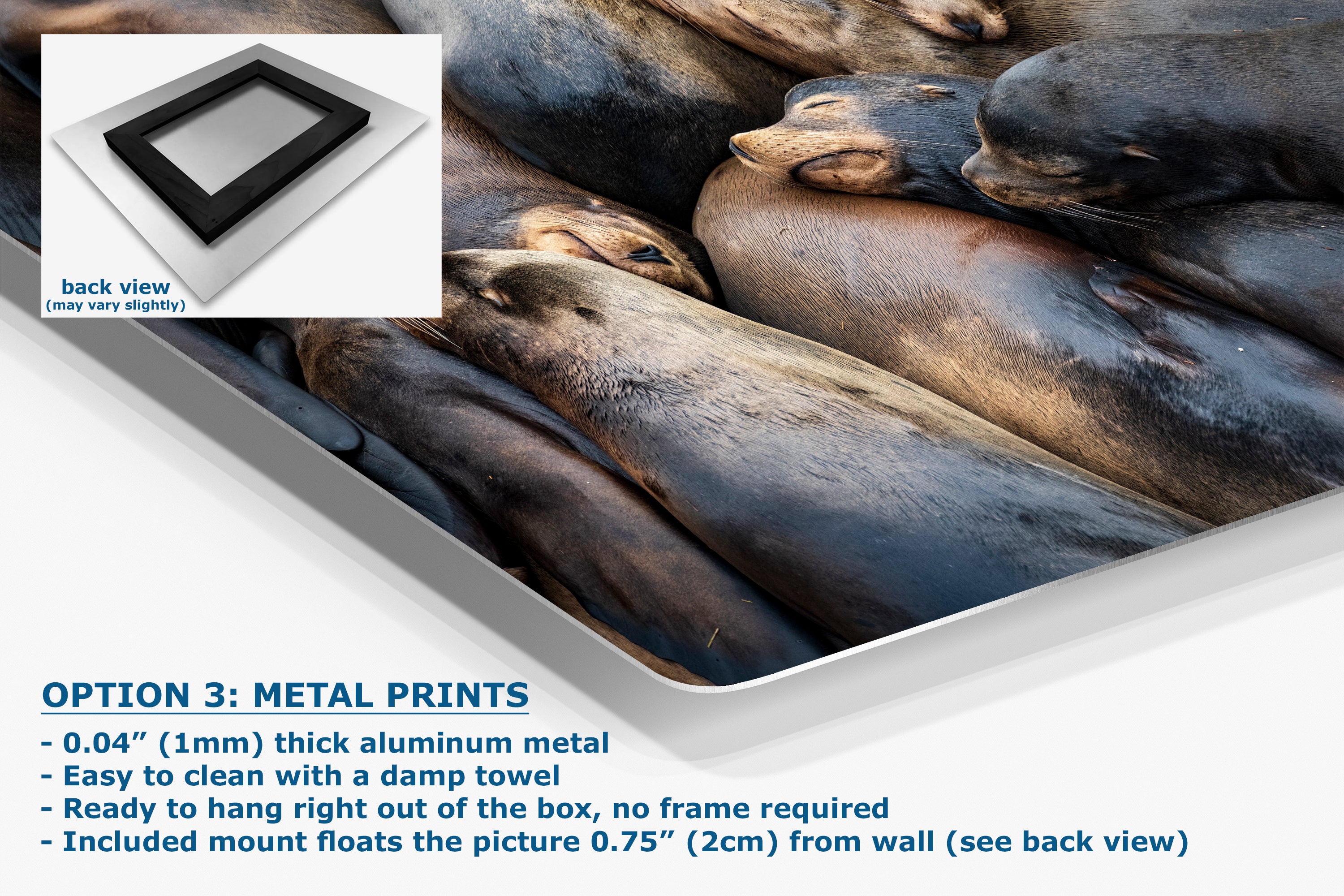 California Sea Lion Marine Mammal Wildlife Photography, Ocean Animals Nursery Decor, Relaxation Artwork for Beach-Themed Rooms