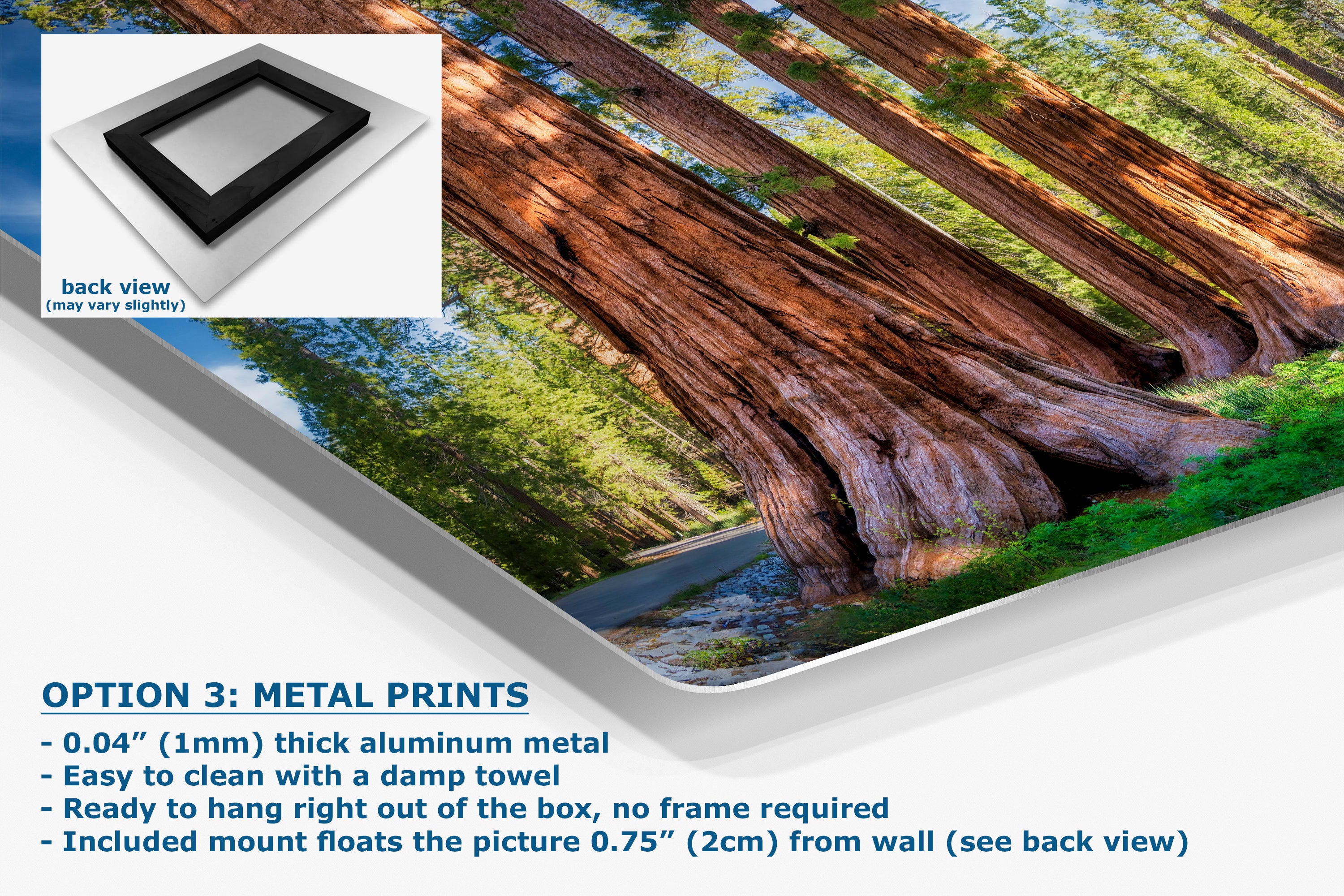 Giant Sequoia Tree Forest Picture Nature Photo, Redwood Trees Forest Bathing for Relaxation and Meditation in Living Room and Office