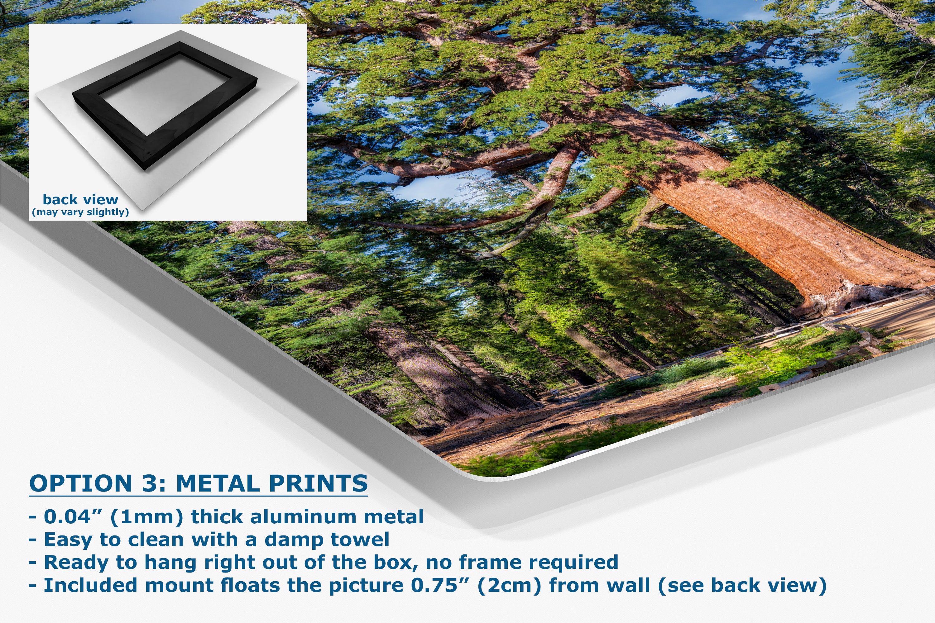 Giant Sequoia Tree Forest Picture Nature Photo, Yosemite Redwood Trees, Forest Bathing for Nature Lovers, House and Office