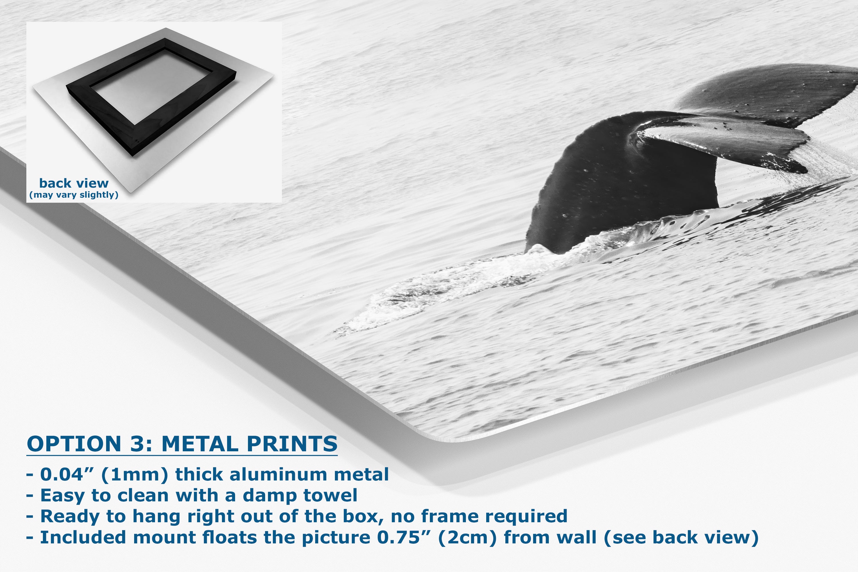 Humpback Whale Marine Mammal Wildlife Photography, Black and White, Monterey Bay Ocean Scene Art Print for Nature Lovers and Marine Conservation Decor