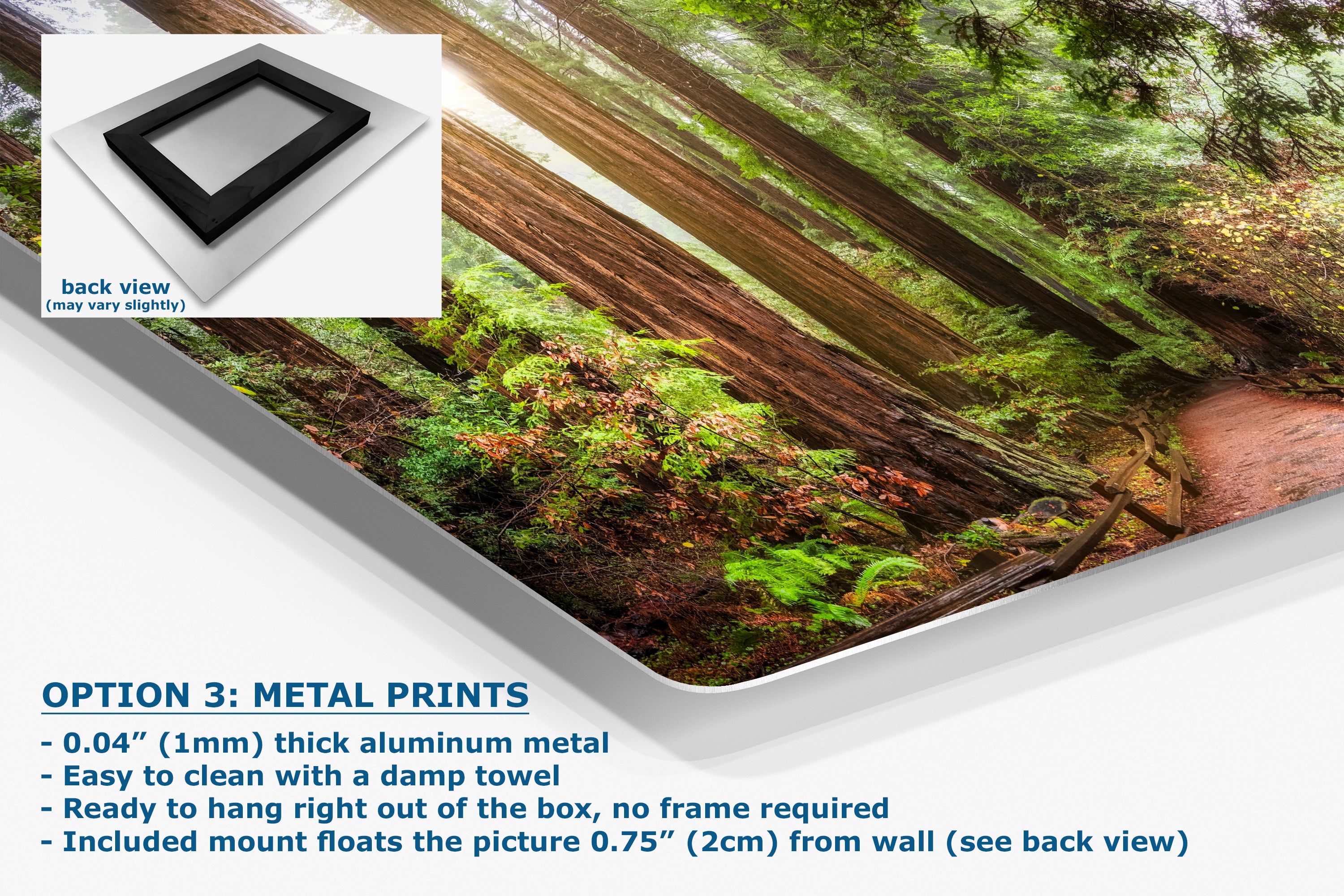 Redwood Trees Forest Picture Sunrise Nature Photo