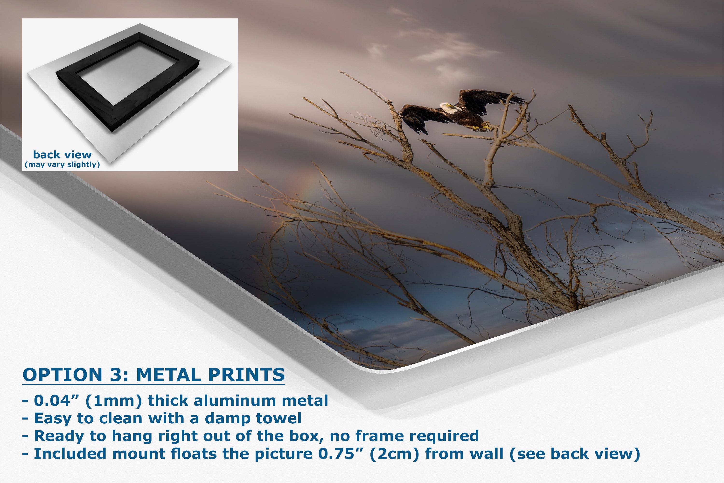 Bald Eagle Picture Wildlife Photography Wall Art, Nature Photo, Bird Photography, Rustic Cabin Decor, Office or Dorm Room Wall Decor