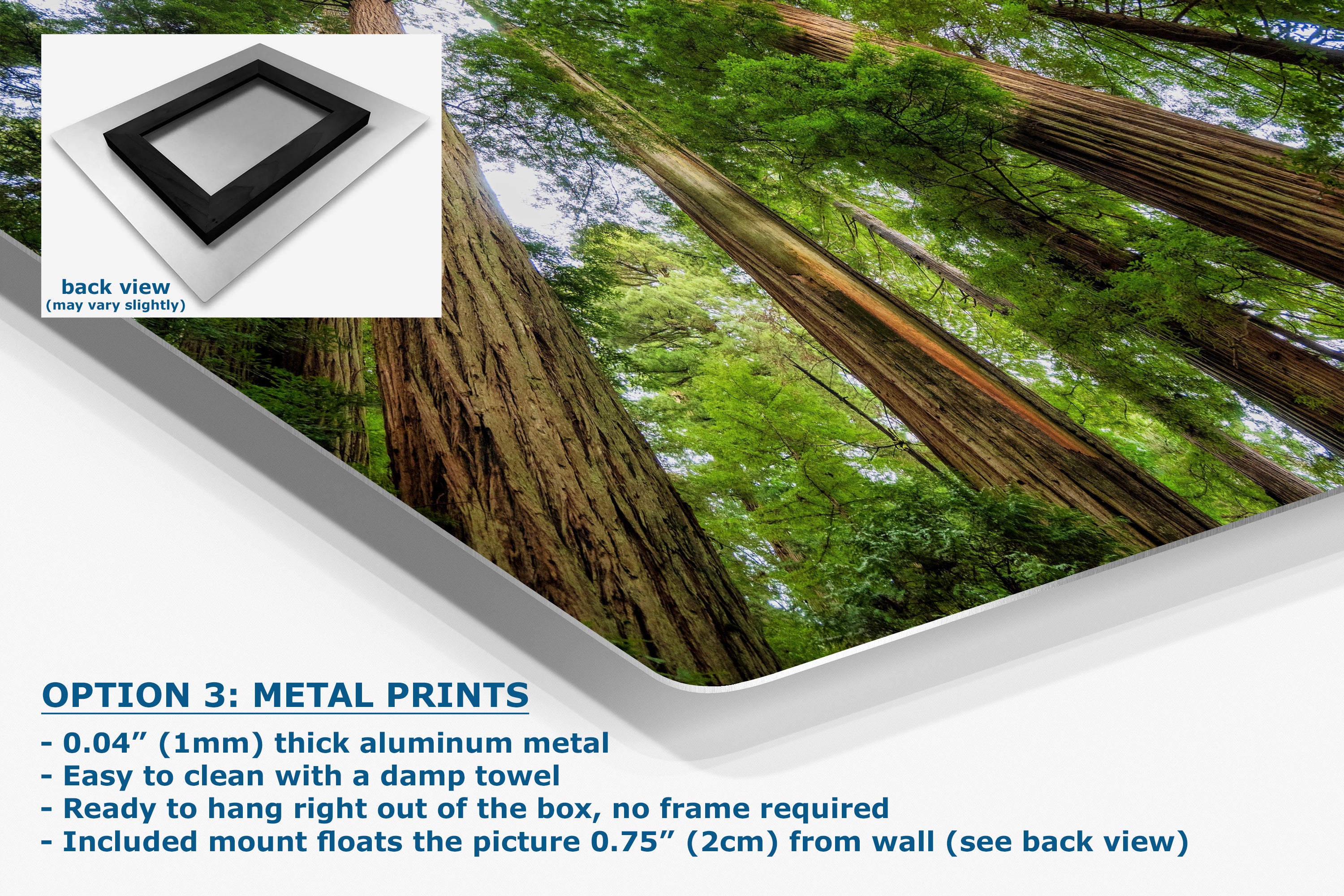 Redwood Trees Forest Picture Nature Photo