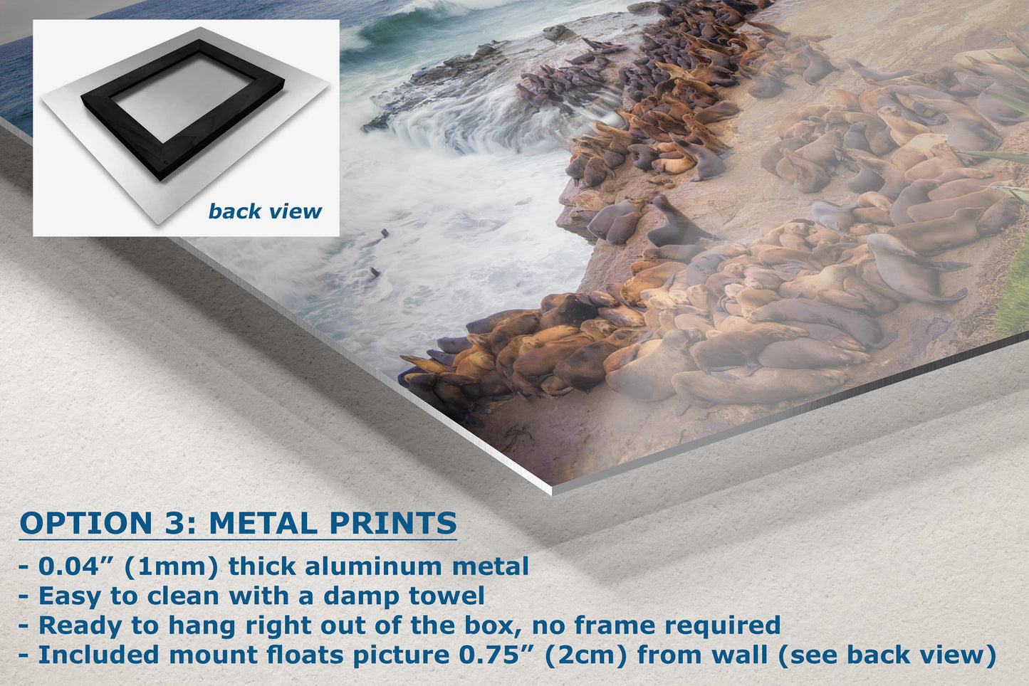 California Sea Lion Marine Mammal Wildlife Photography | Calming Nature Ocean Picture, Relaxation Artwork, La Jolla Coast, Nature Photo