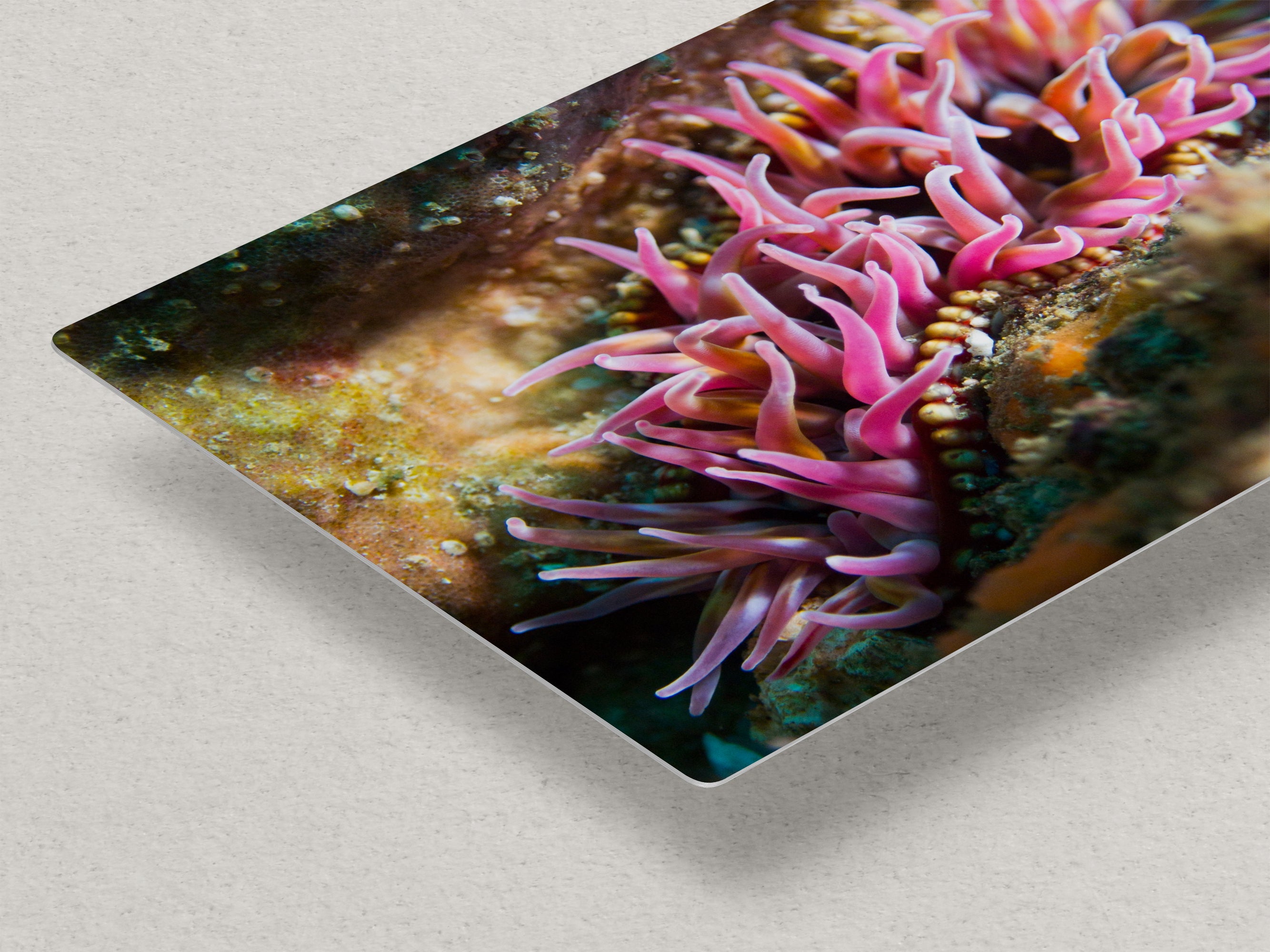 Sea Anemone Picture Ocean Life Underwater Scenery Nature Photo, Marine Biology Coral Reef Art, Vibrant Marine Wildlife Wall Decor