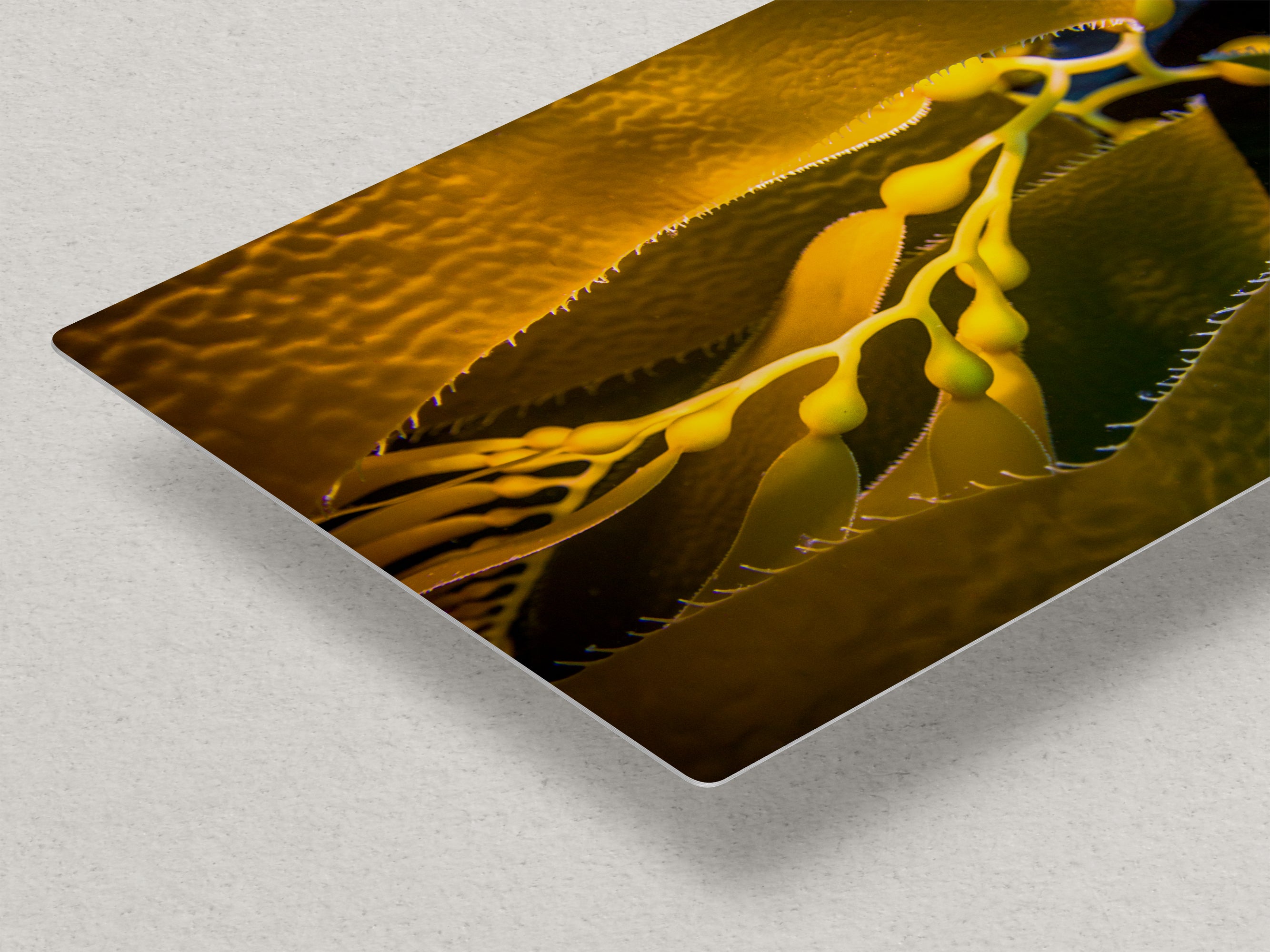 Kelp Forest Seaweed Pictures Underwater Scenery, Ocean Life Marine Life Decor, Nature Photo, Under the Sea Wall Art, Marine Biology Gift