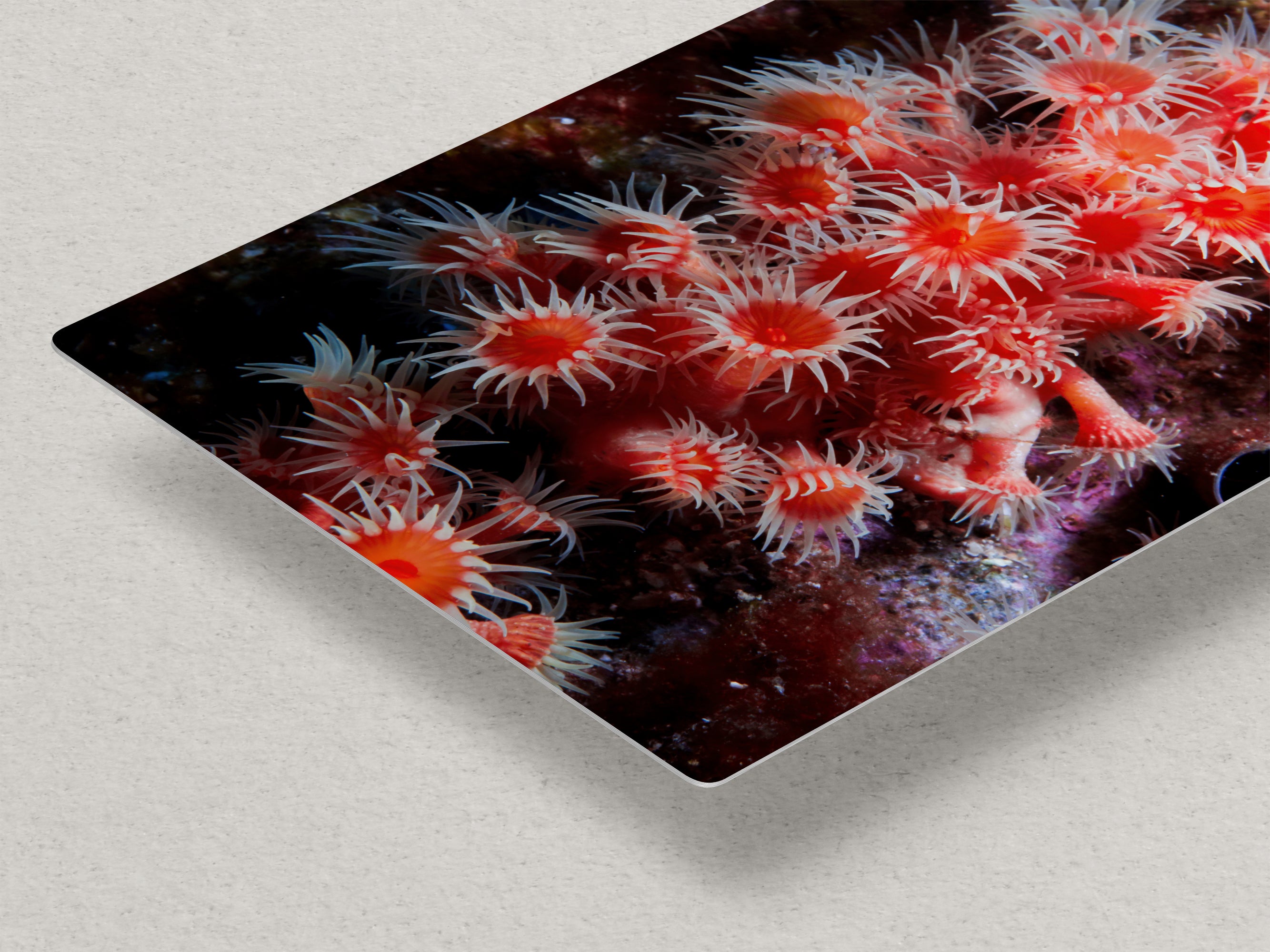 Sea Anemone Picture Ocean Life Underwater Scenery Nature Photo, Marine Biology Wall Art, Coral Reef Decor, Office & Dorm Room Decoration