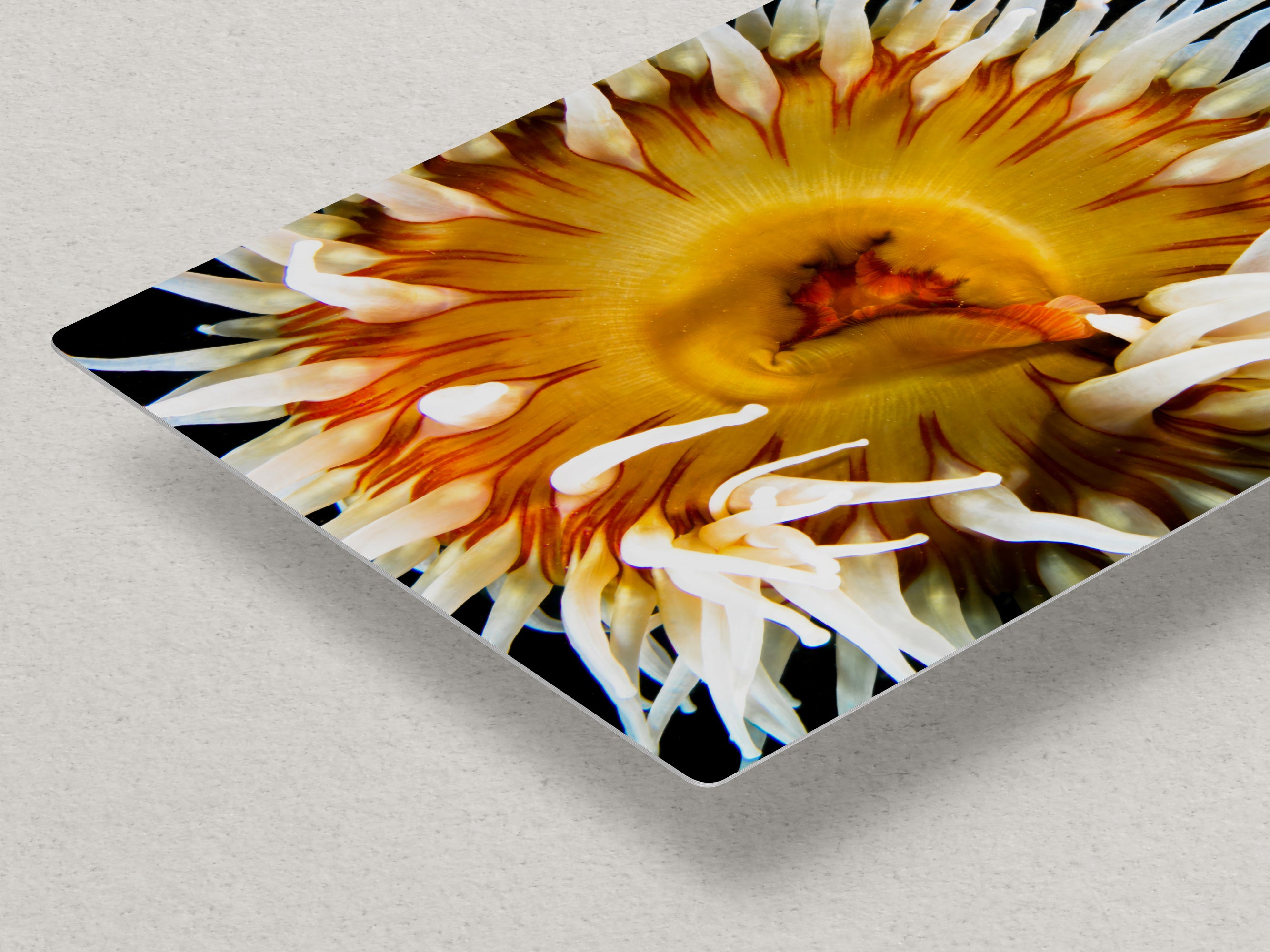 Sea Anemone Picture Ocean Life Underwater Scenery Nature Photo, Marine Biology Coral Reef Art