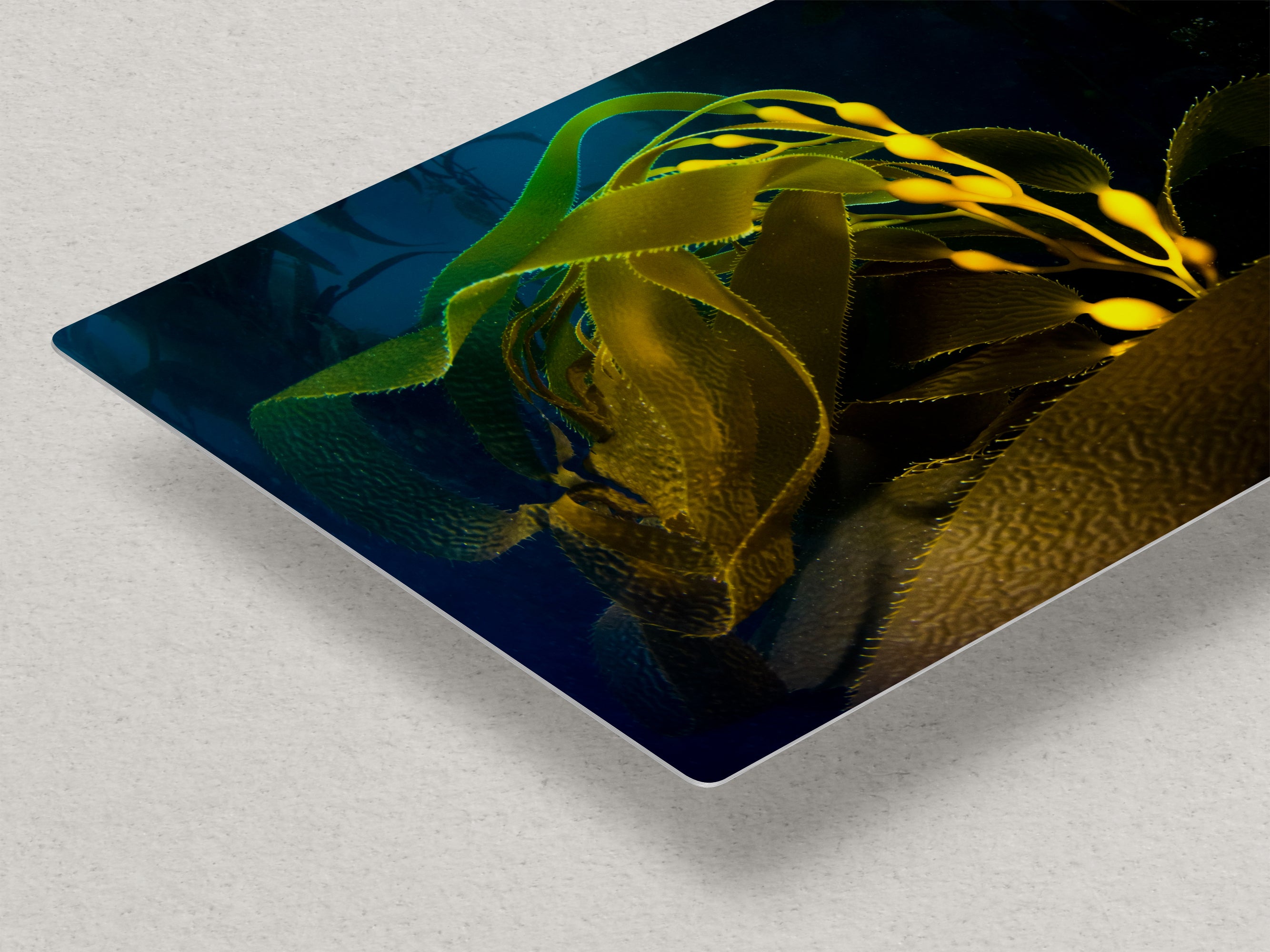 Kelp forest seaweed pictures underwater scenery, ocean life marine biology art, relaxation decor, ocean lover gift, deep sea nature photo