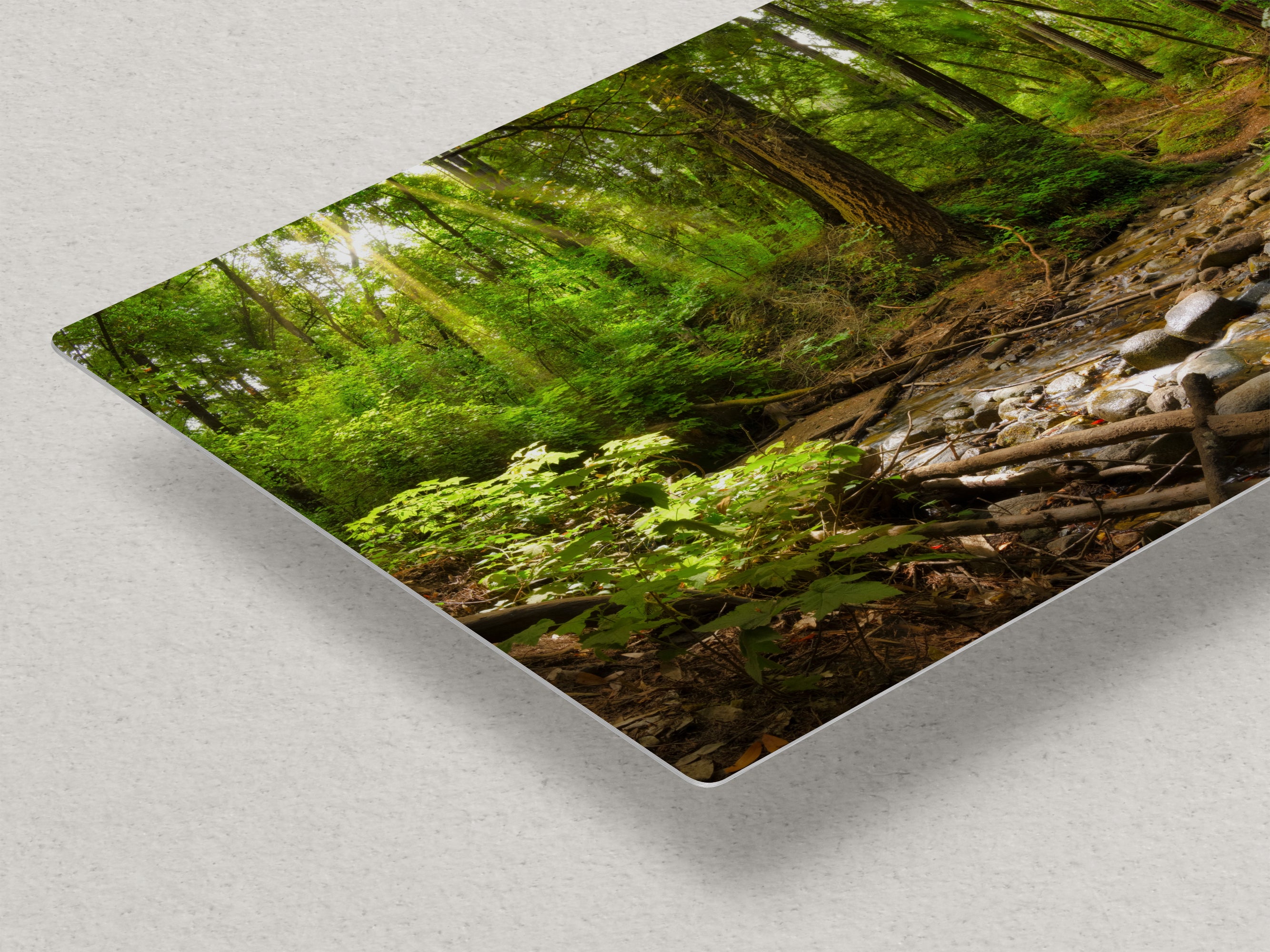 Redwood Trees Forest Picture Nature Photo, Forest Bathing in Santa Cruz California Coast Wall Art, Relaxing Artwork for House Decor & Office
