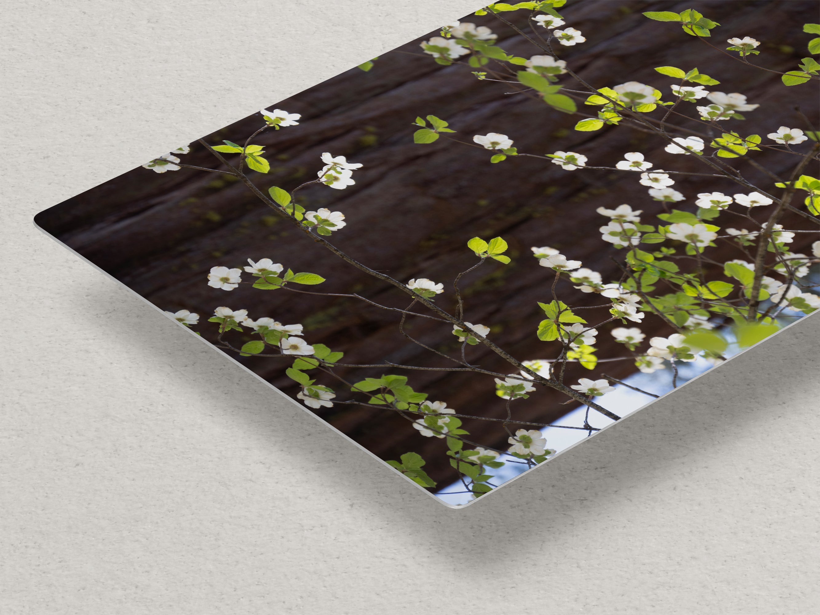Pacific Dogwood Forest Picture Nature Photo | Yosemite Nature Canvas Print, Forest Bathing for Meditation, Relaxation, Dorm Room Decor
