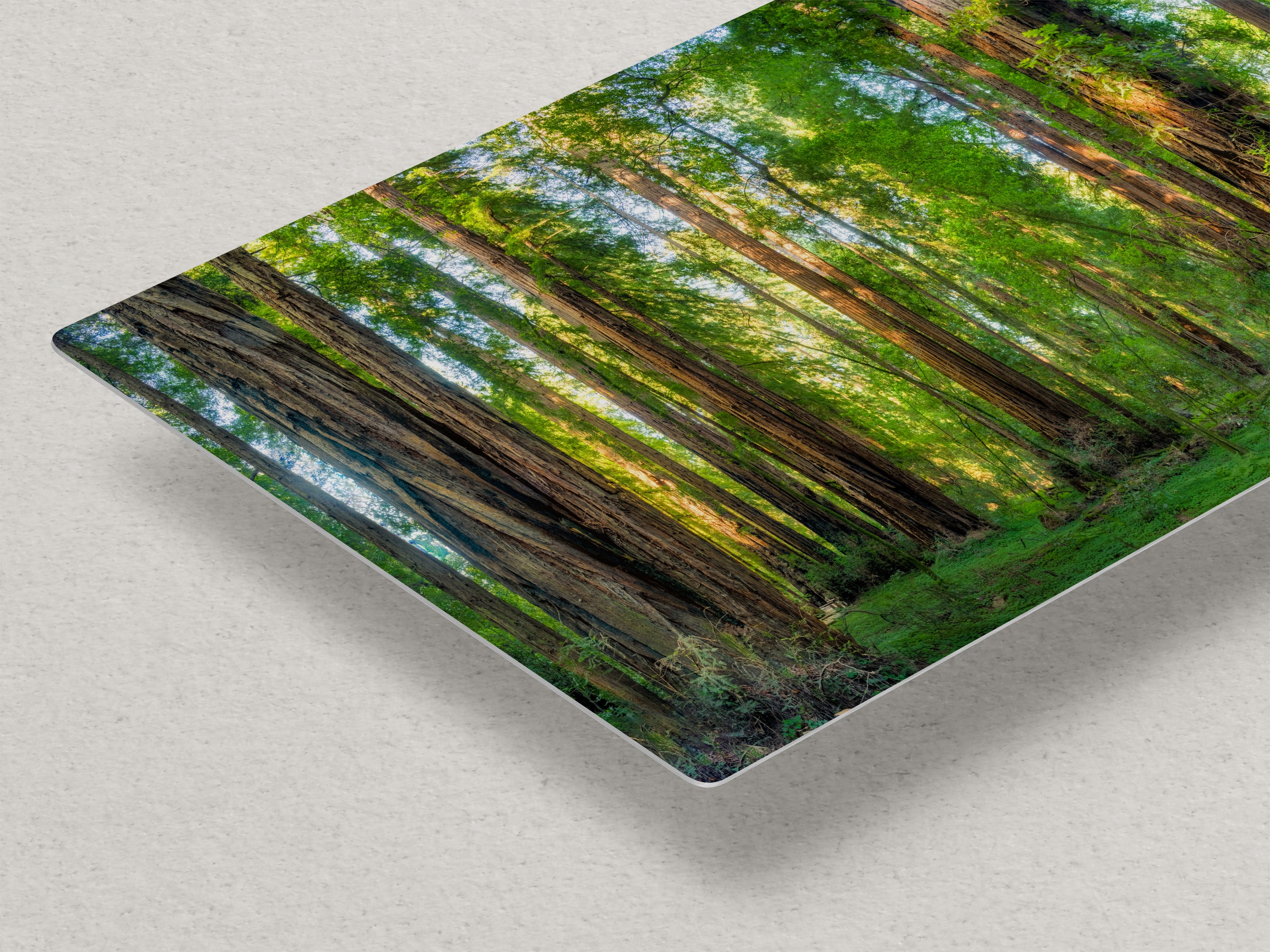 Redwood Trees Forest Picture Nature Photo, Forest Bathing Relaxation Artwork for Calming Meditation, Office and House Decor