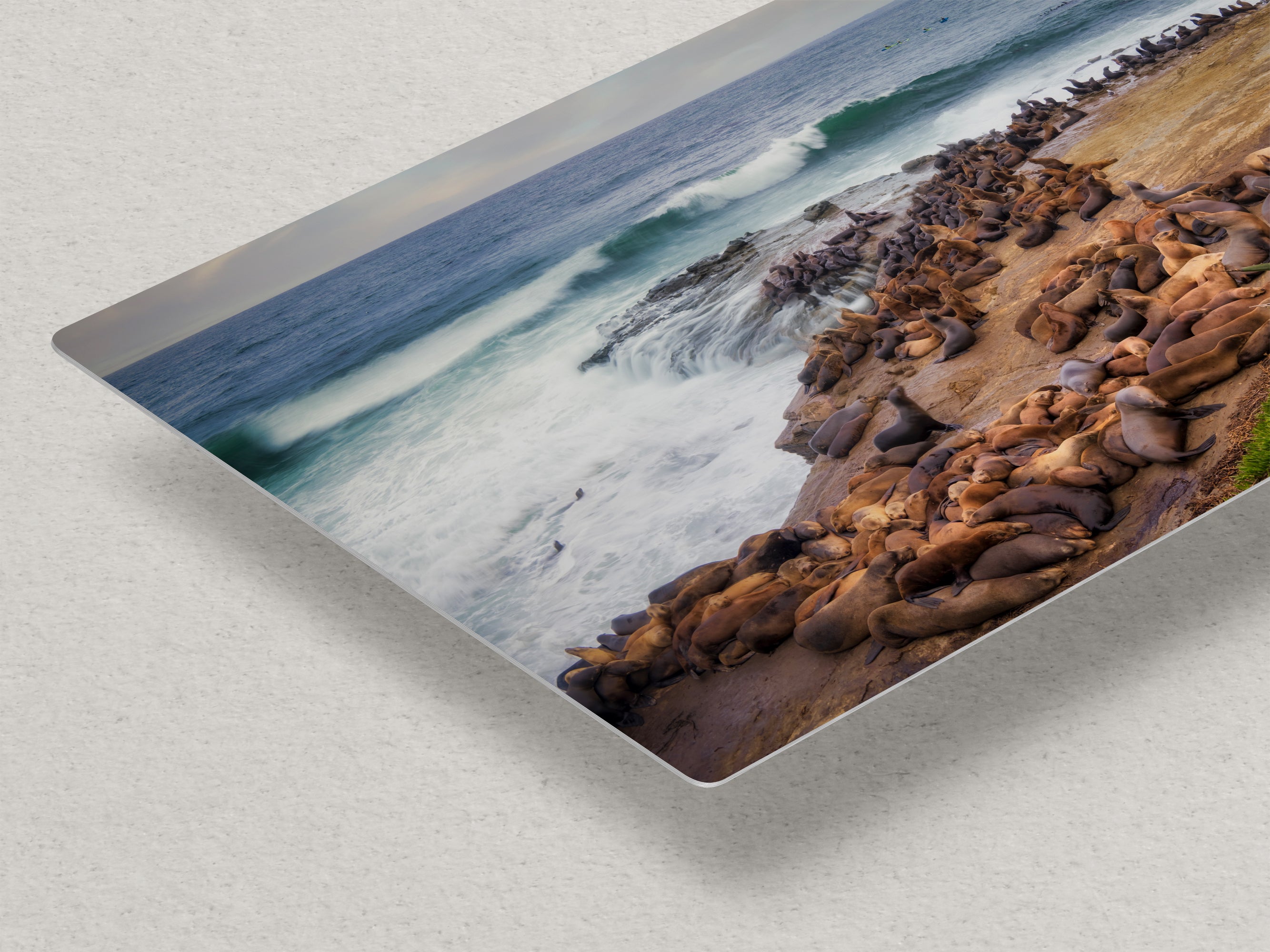 California Sea Lion Marine Mammal Wildlife Photography | Calming Nature Ocean Picture, Relaxation Artwork, La Jolla Coast, Nature Photo