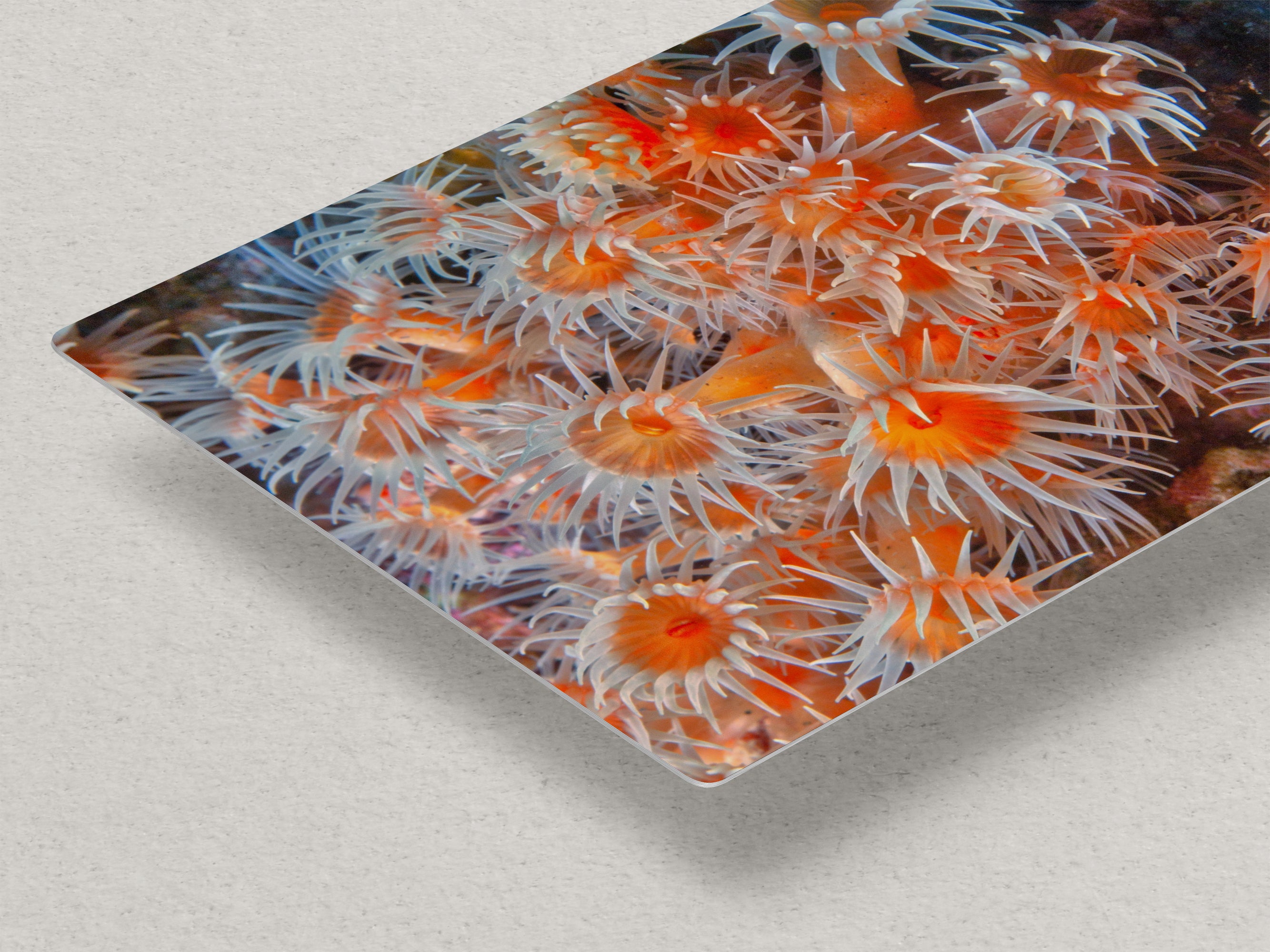 Sea Anemone Picture Ocean Life Underwater Scenery Nature Photo, Vibrant Coral Reef Wall Art, Marine Biology Gift for Ocean Lover