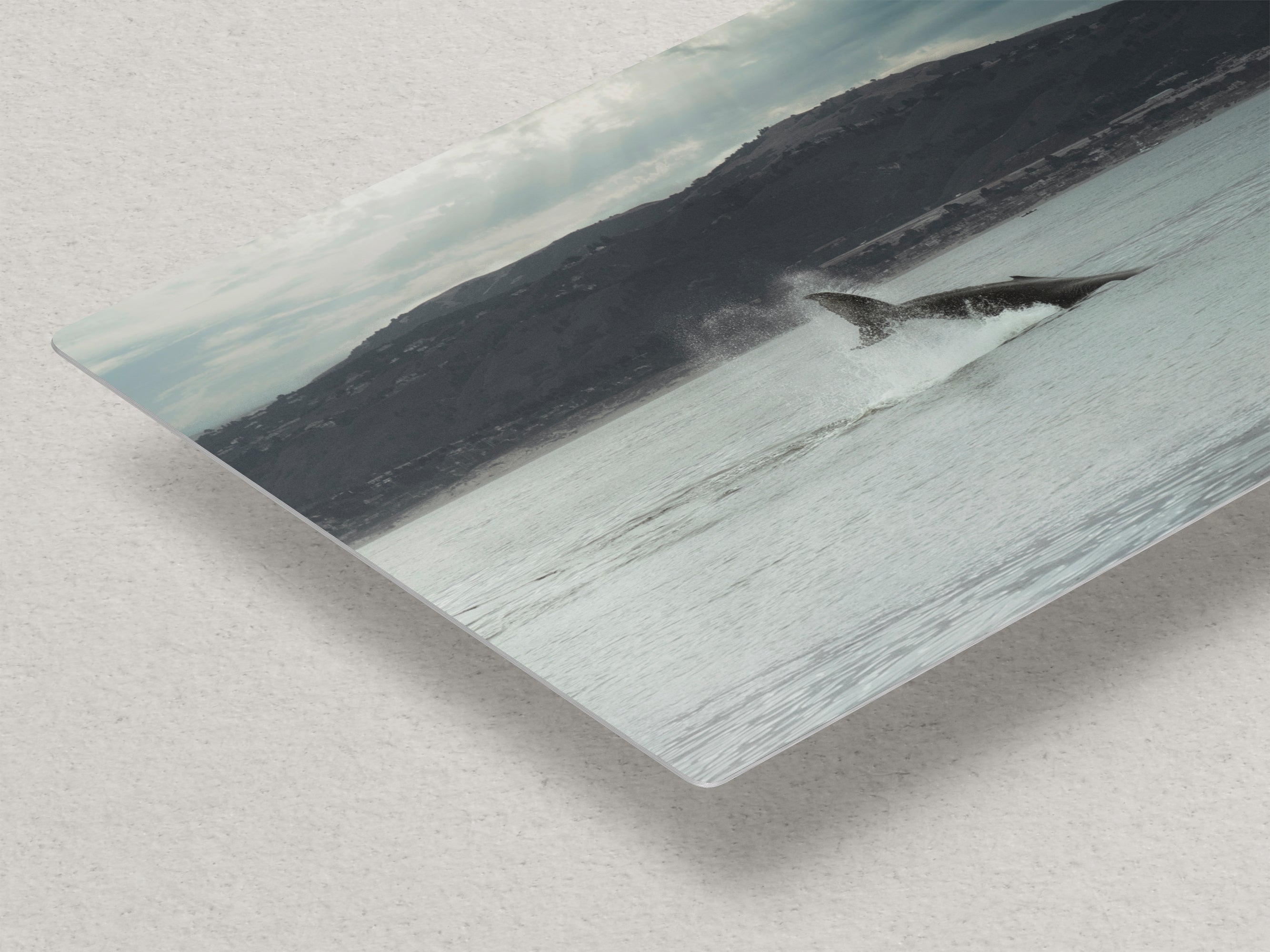 Humpback Whale Marine Mammal Wildlife Photography, Ocean Nature Art, Marine Conservation, Dolphin & Sea Life Gift, House Decor