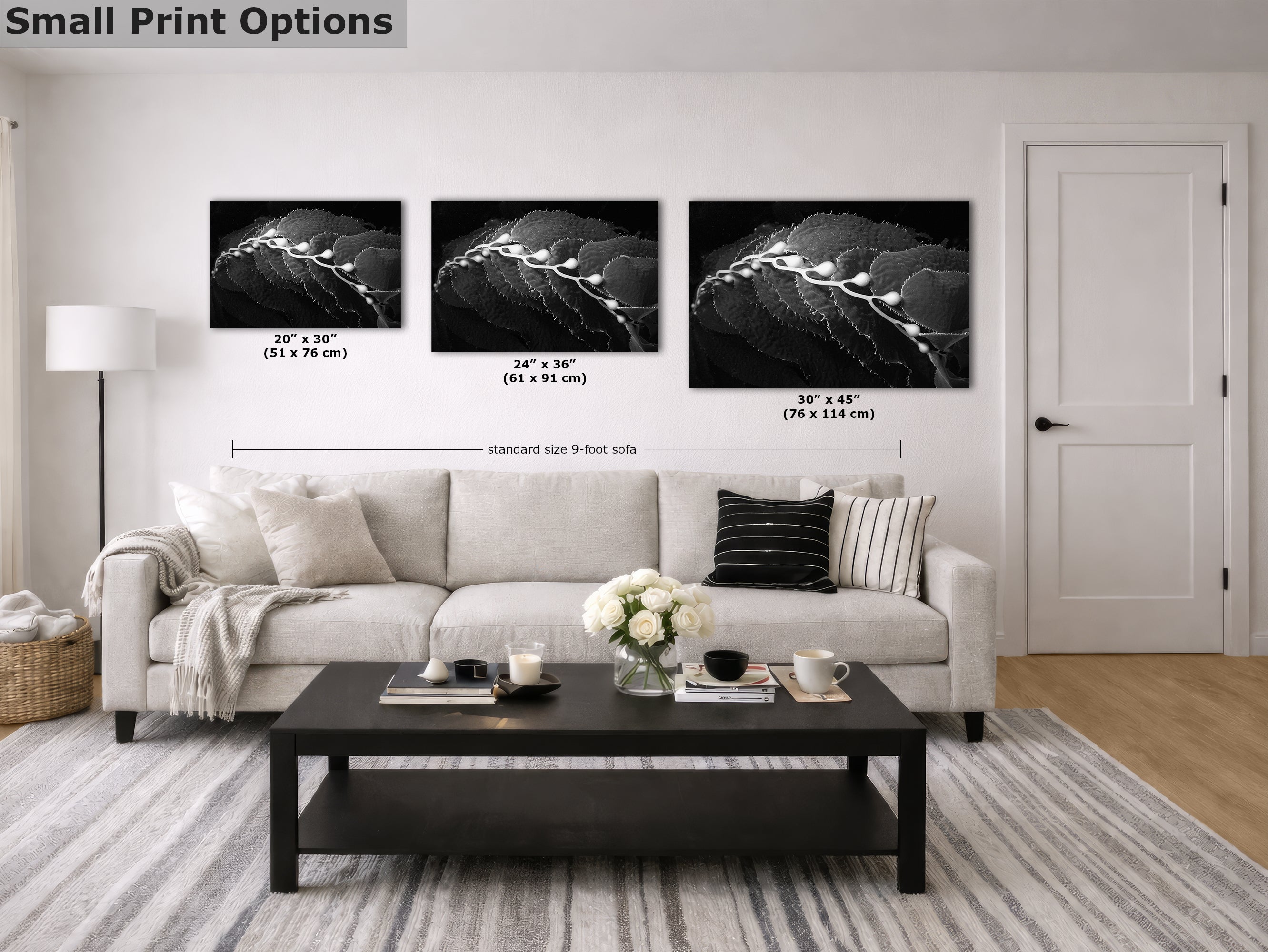 Limited Edition Fine Art Photography, California Giant Kelp Ocean Life, Eternity
