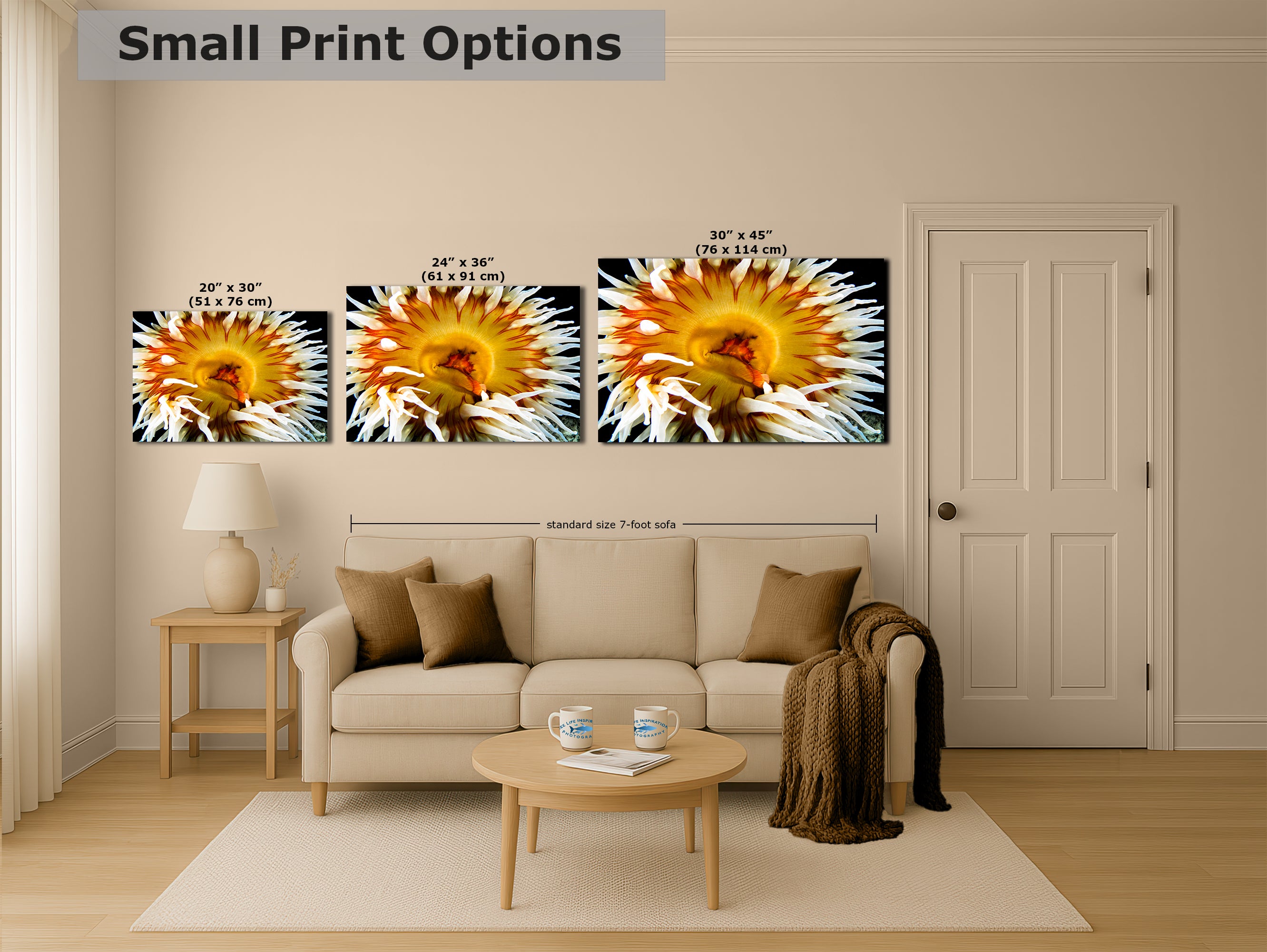 Sea Anemone Picture Ocean Life Underwater Scenery Nature Photo, Marine Biology Coral Reef Art