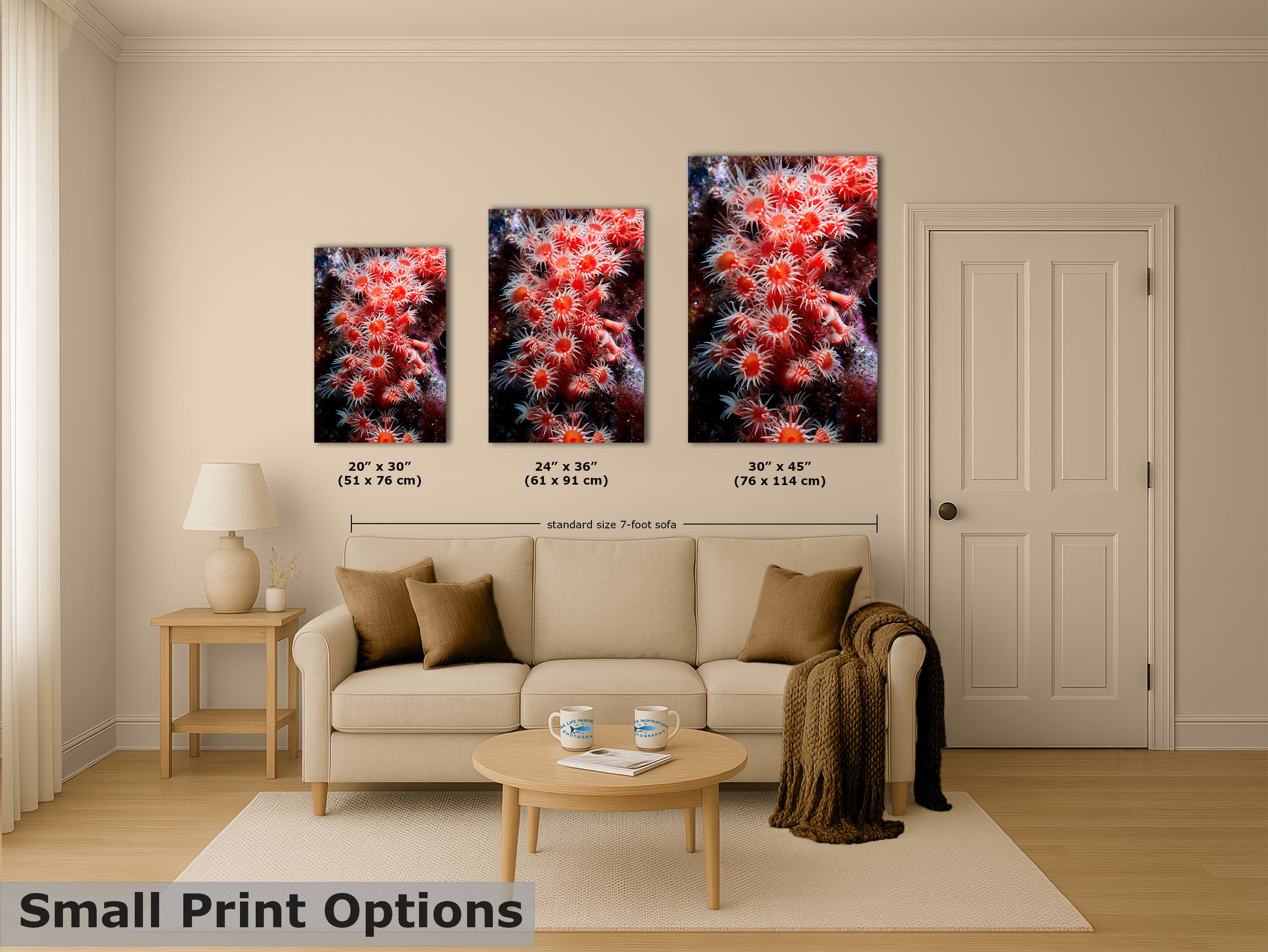 Sea Anemone Picture Ocean Life Underwater Scenery Nature Photo, Marine Biology Wall Art, Coral Reef Decor, Office & Dorm Room Decoration