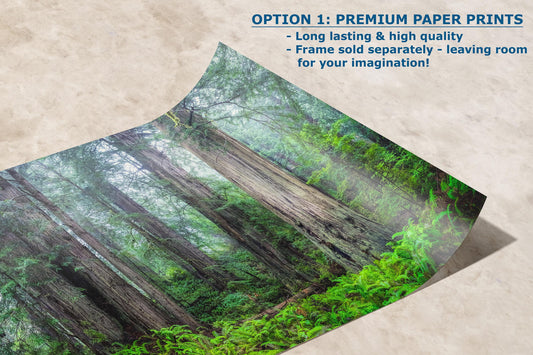 Redwood Trees Forest Picture Nature Photo, Forest Bathing in Misty California Redwoods Wall Art, for Relaxation in the Home and Office