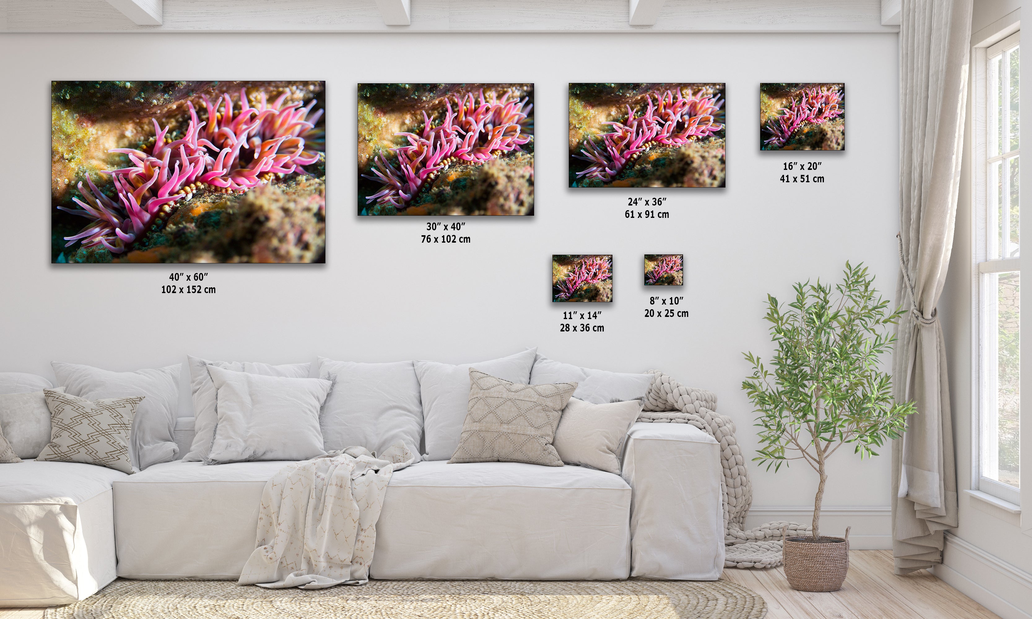 Sea Anemone Picture Ocean Life Underwater Scenery Nature Photo, Marine Biology Coral Reef Art, Vibrant Marine Wildlife Wall Decor