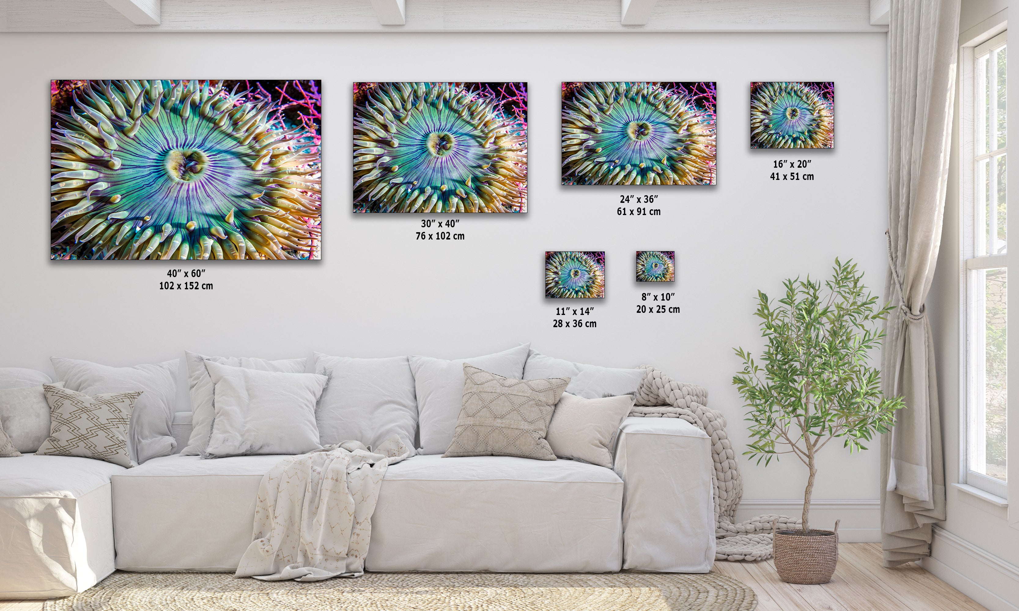 Sea Anemone Picture Ocean Life Underwater Scenery Nature Photo, Marine Biology Coral Reef Art