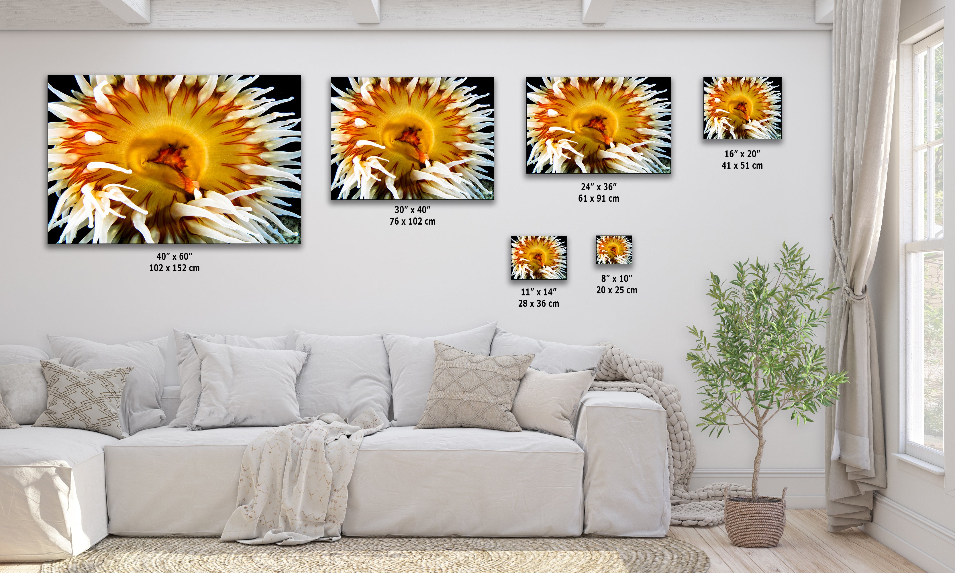 Sea Anemone Picture Ocean Life Underwater Scenery Nature Photo, Marine Biology Coral Reef Art