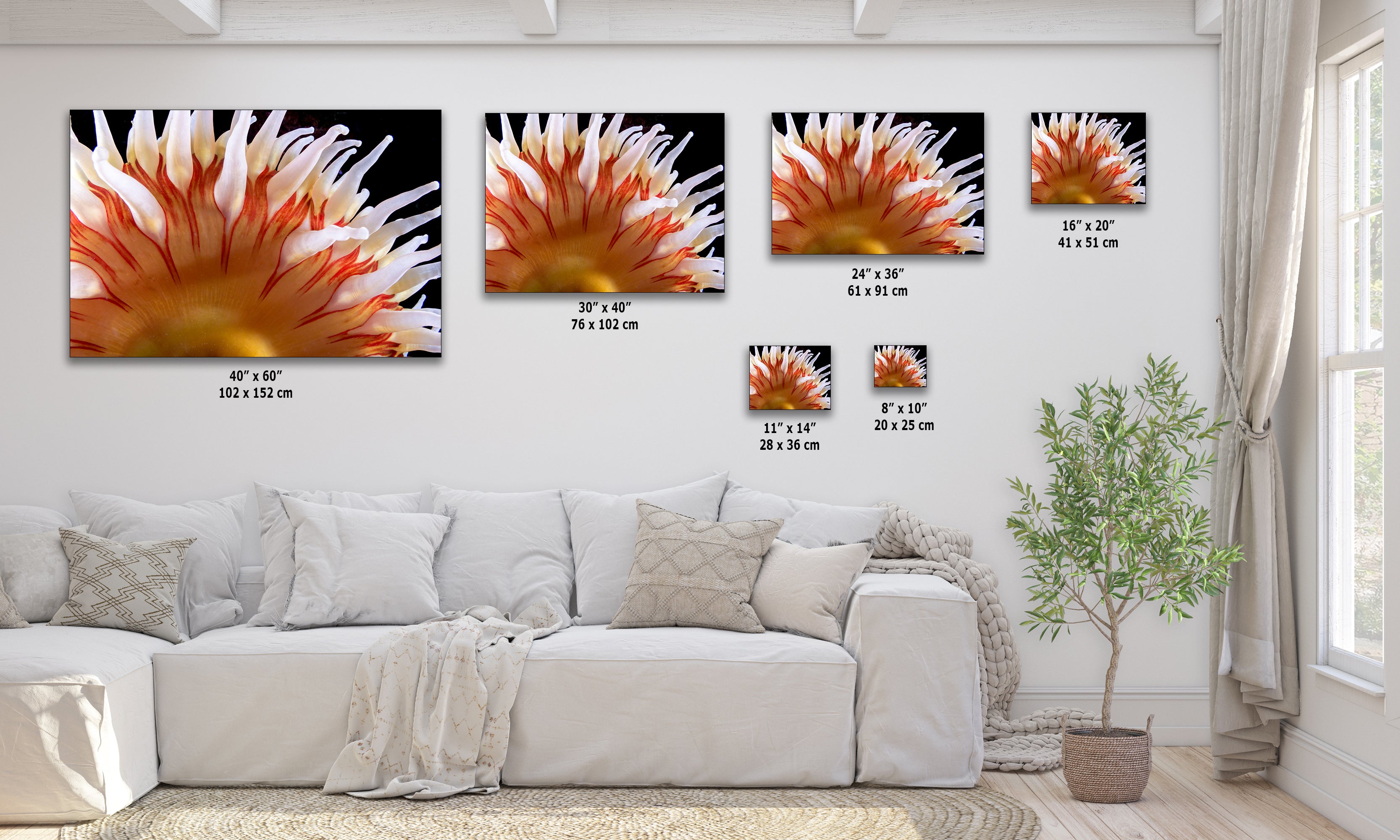 Sea Anemone Picture Ocean Life Underwater Scenery Nature Photo, Marine Biology Coral Reef Art