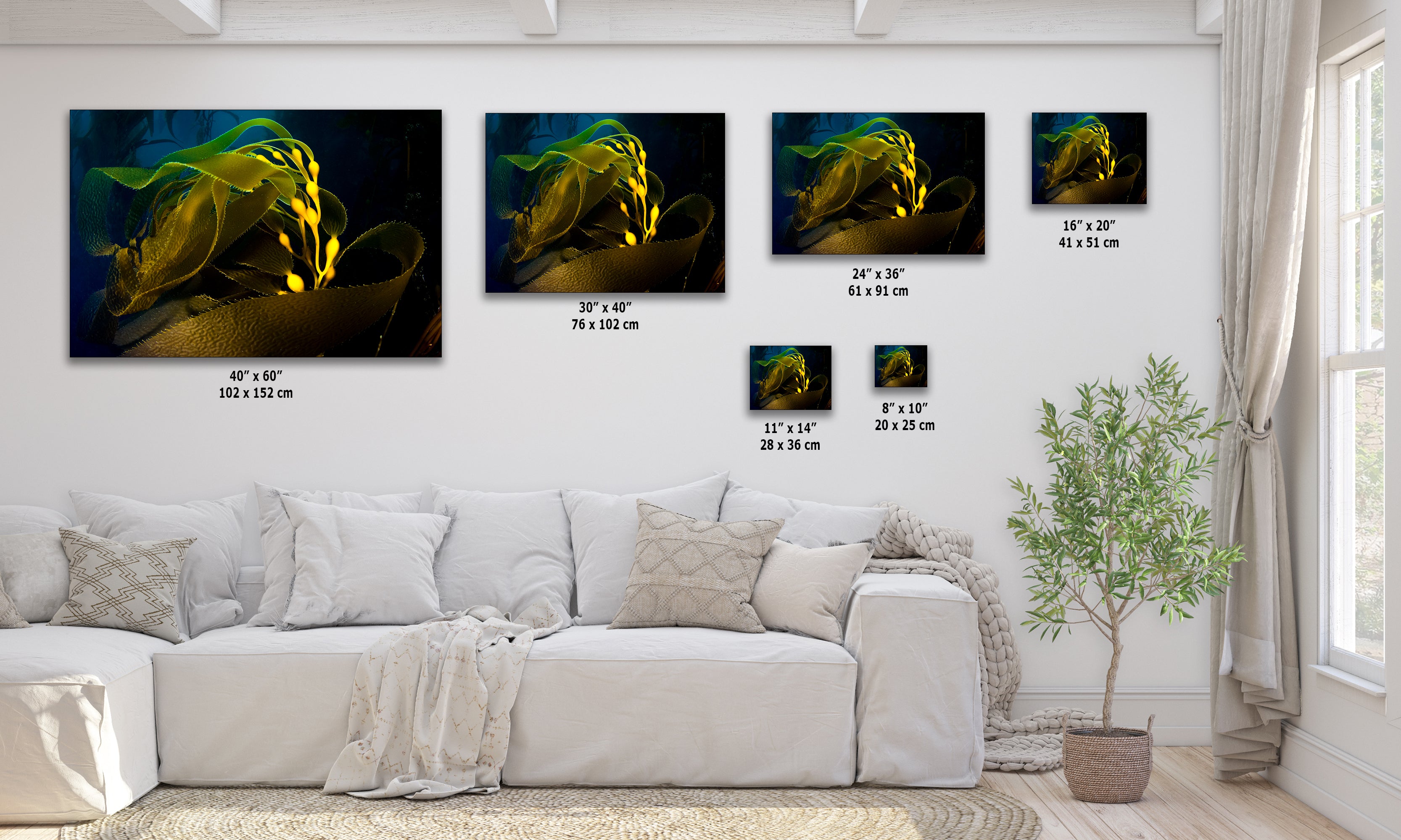 Kelp forest seaweed pictures underwater scenery, ocean life marine biology art, relaxation decor, ocean lover gift, deep sea nature photo