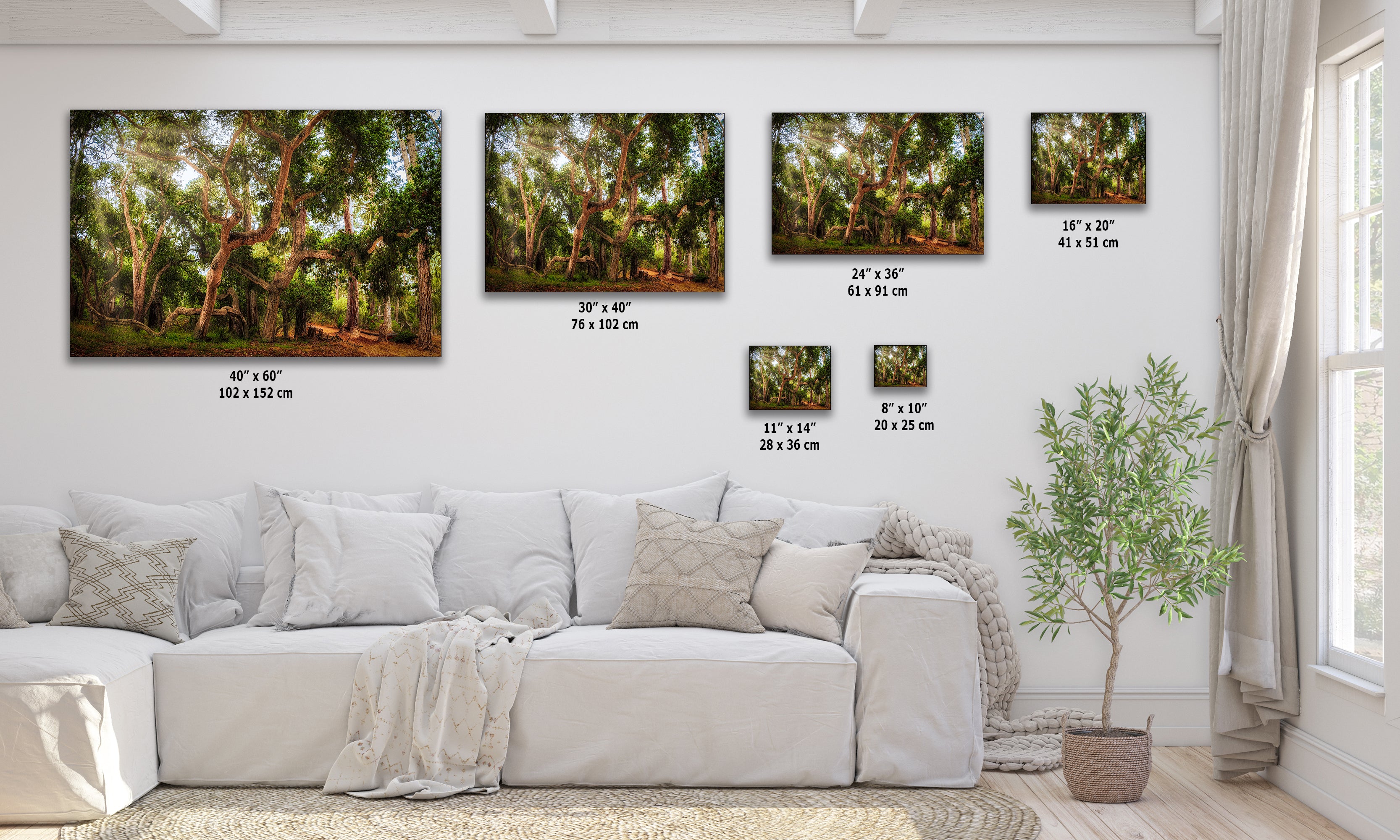 Coast Live Oak Forest Picture Nature Photo House Decor, Forest Bathing for Meditation, Relaxation, Dorm Room Decor