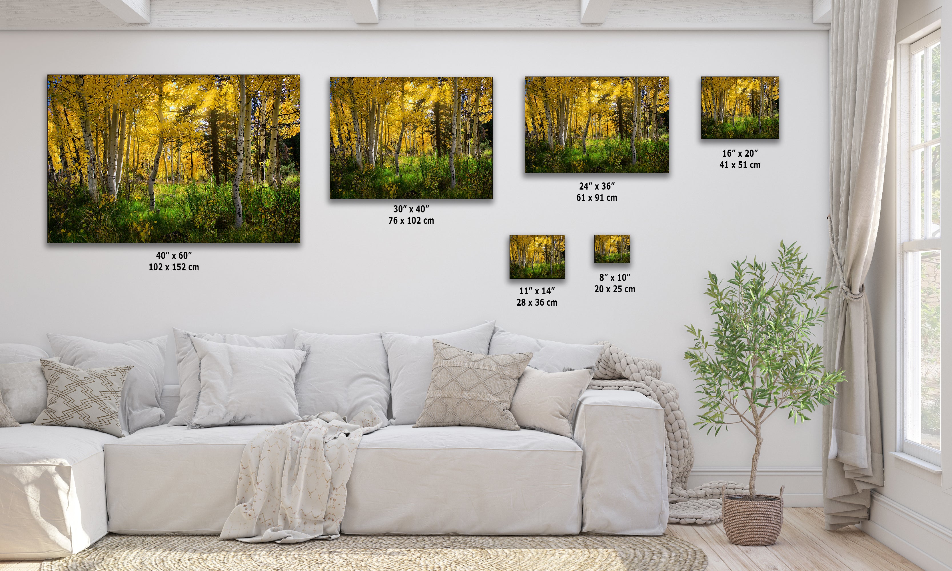 Aspen Tree Forest Picture Nature Photo, Forest Bathing Relaxation Artwork, Fall Colors Autumn for Meditation, Office and House Decor