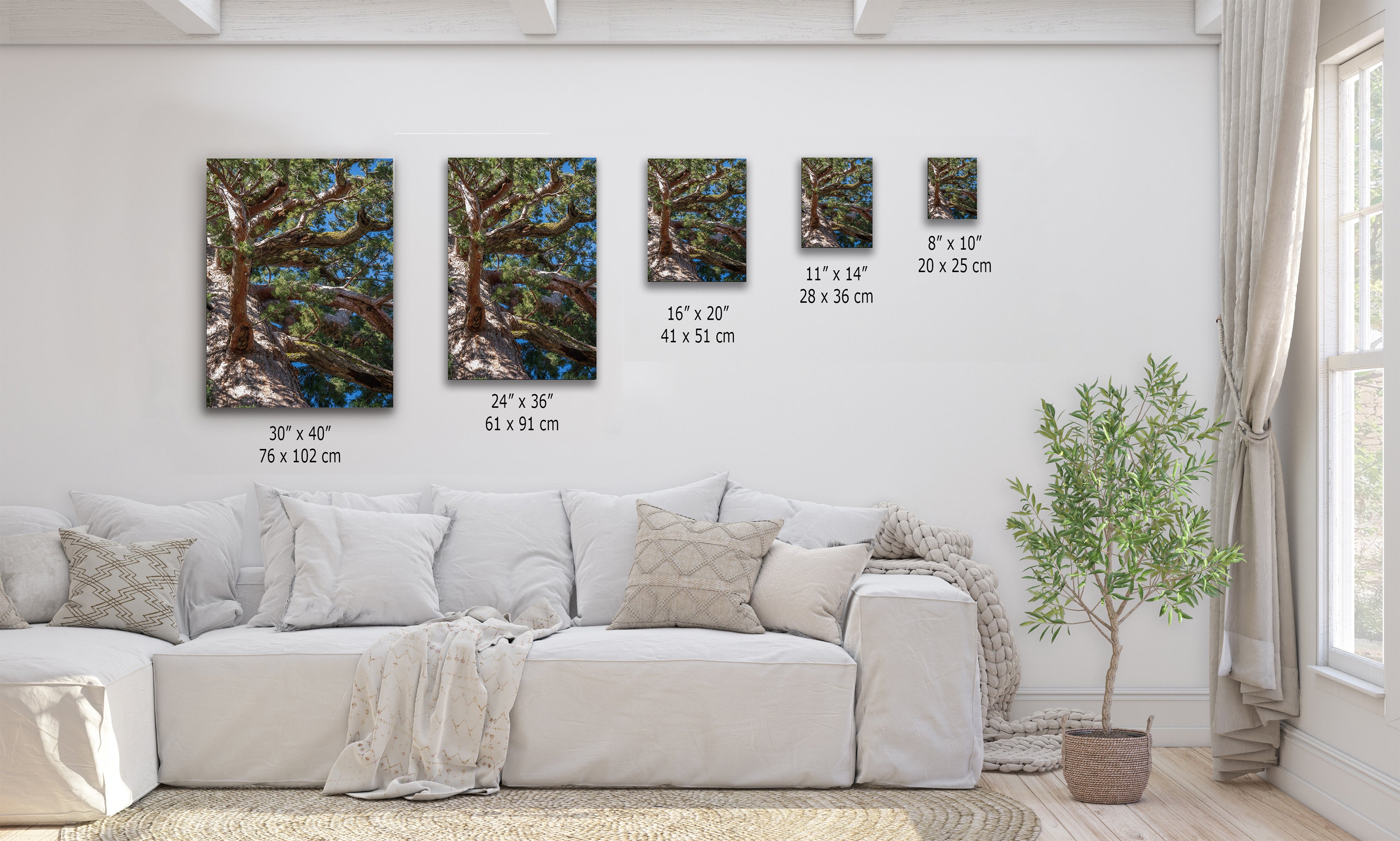 Giant Sequoia Tree Forest Picture Nature Photo, Yosemite Mariposa Grove Redwood Trees, Forest Bathing Relaxation Artwork for Nature Lovers