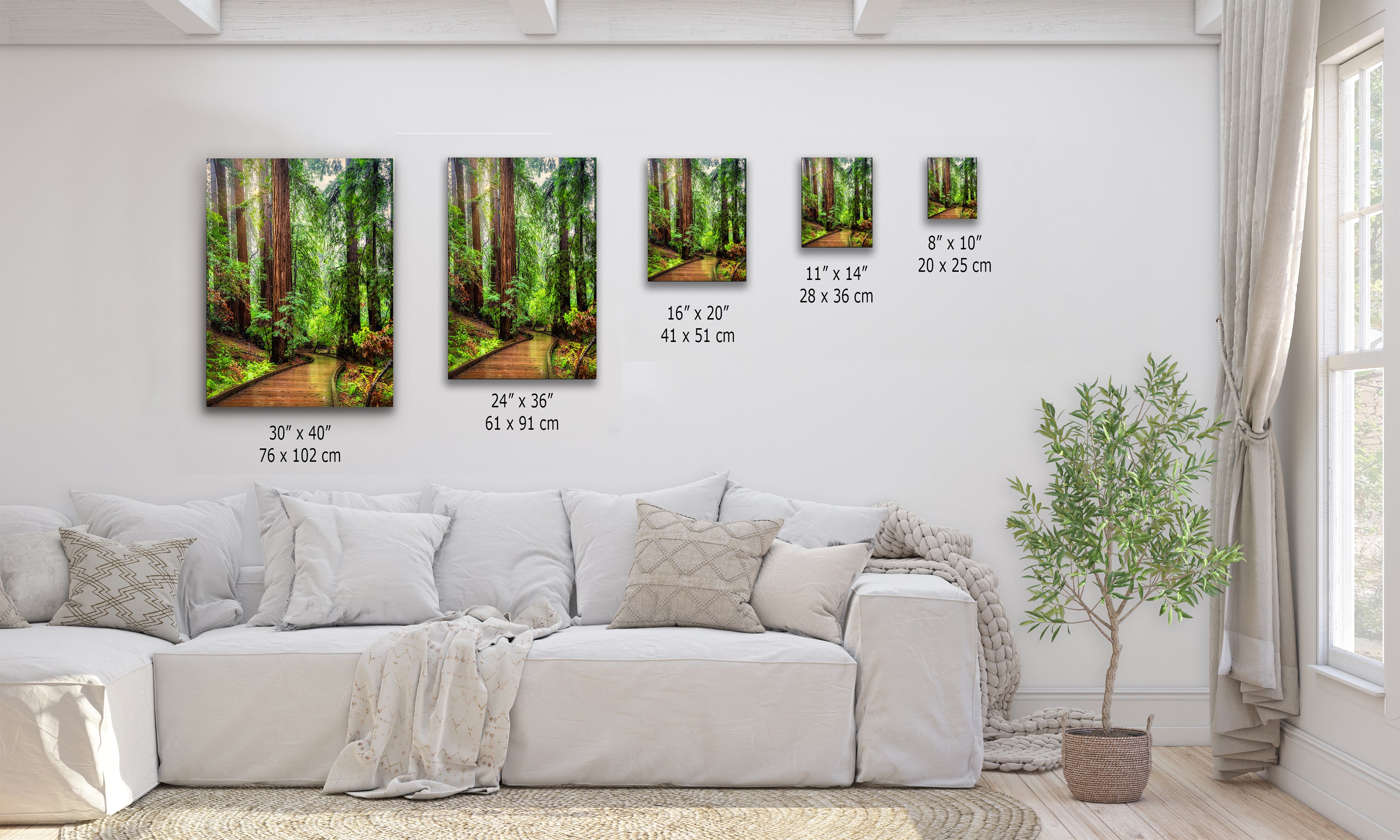 Redwood Trees Forest Picture Sunrise Nature Photo, Forest Bathing House Decor, Relaxing Wall Art for Meditation, Home and Office