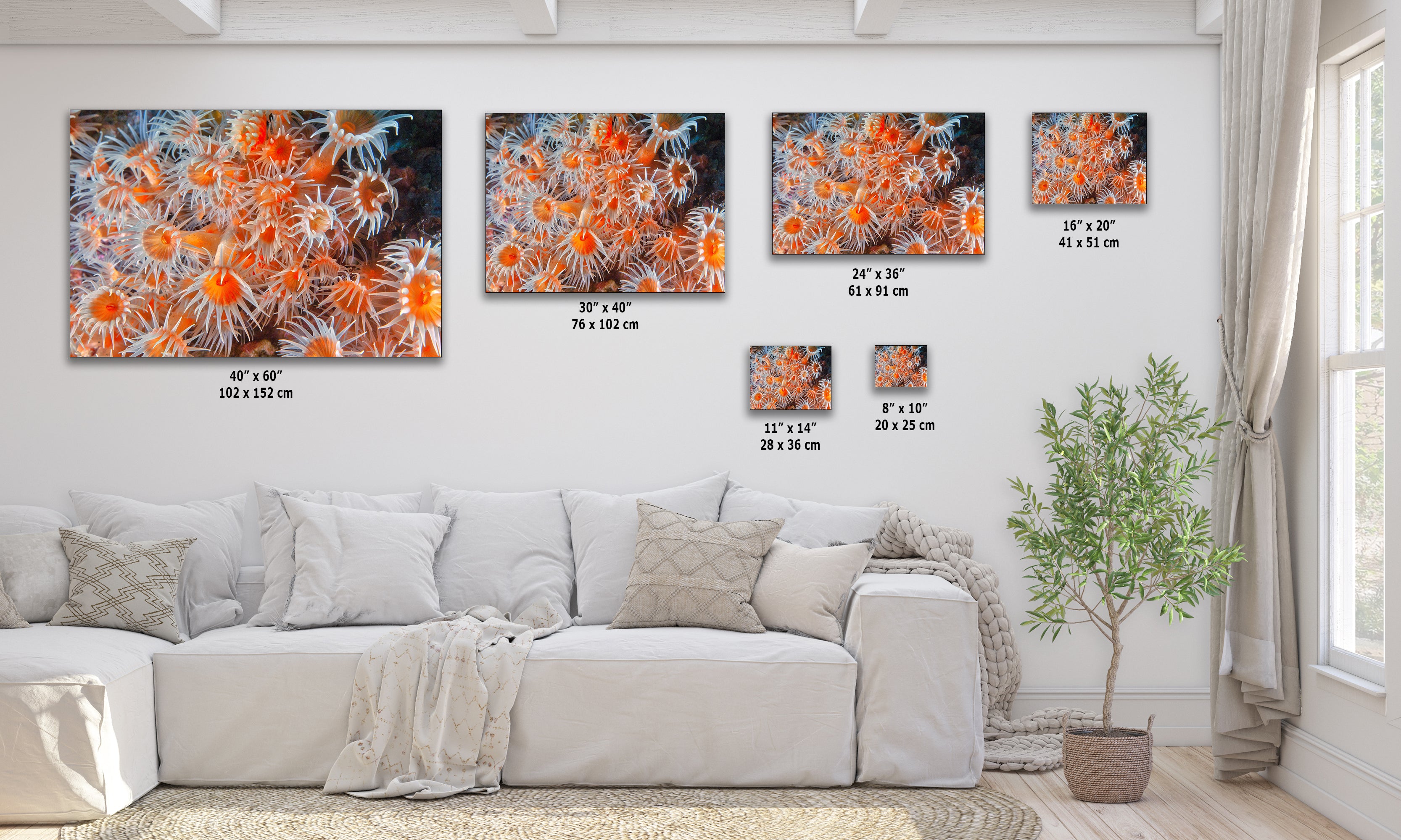 Sea Anemone Picture Ocean Life Underwater Scenery Nature Photo, Vibrant Coral Reef Wall Art, Marine Biology Gift for Ocean Lover